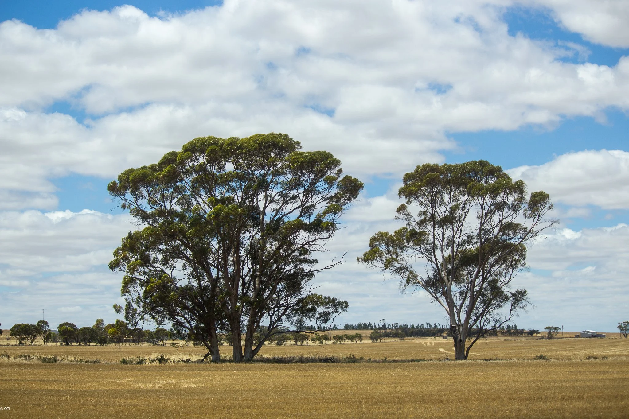 Carnamah Countryside in Western Australia