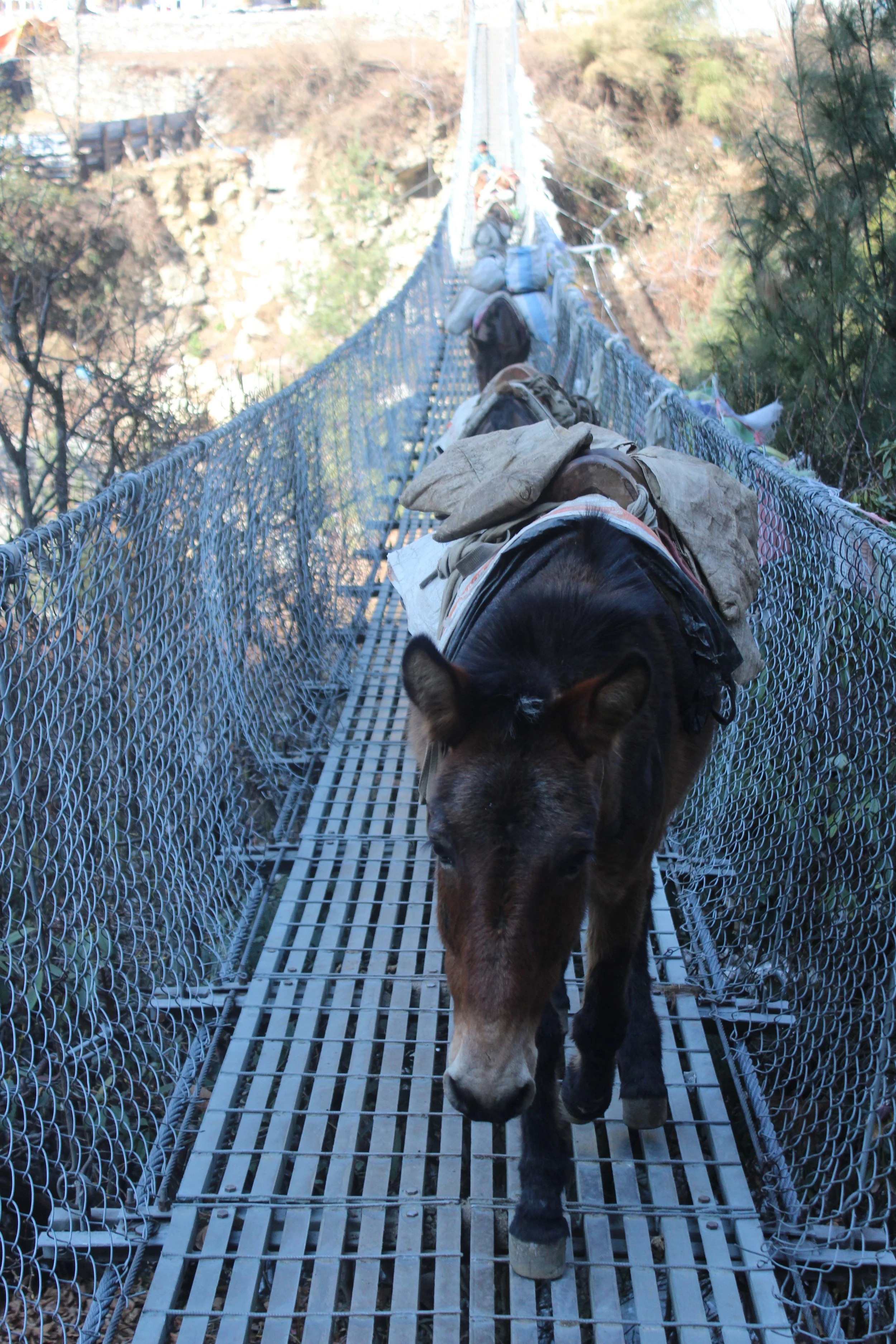 Donkeys on Bridge.JPG