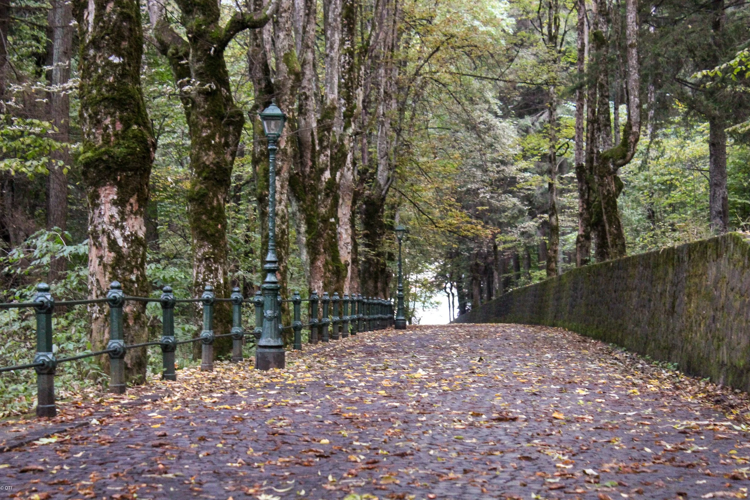 Aleea Peleșului in Sinaia, Romania