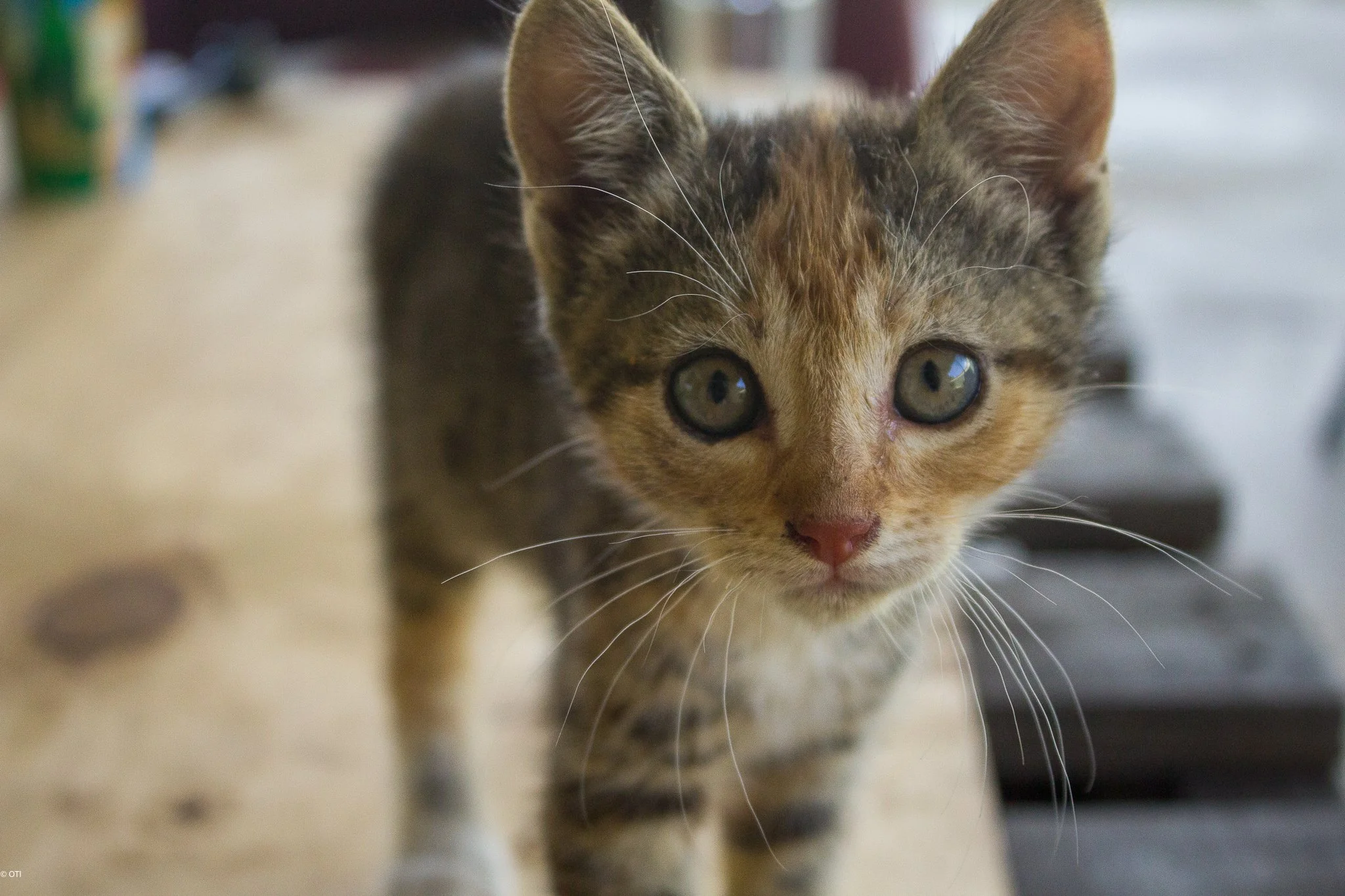 Kitten in Carnamah, Western Australia