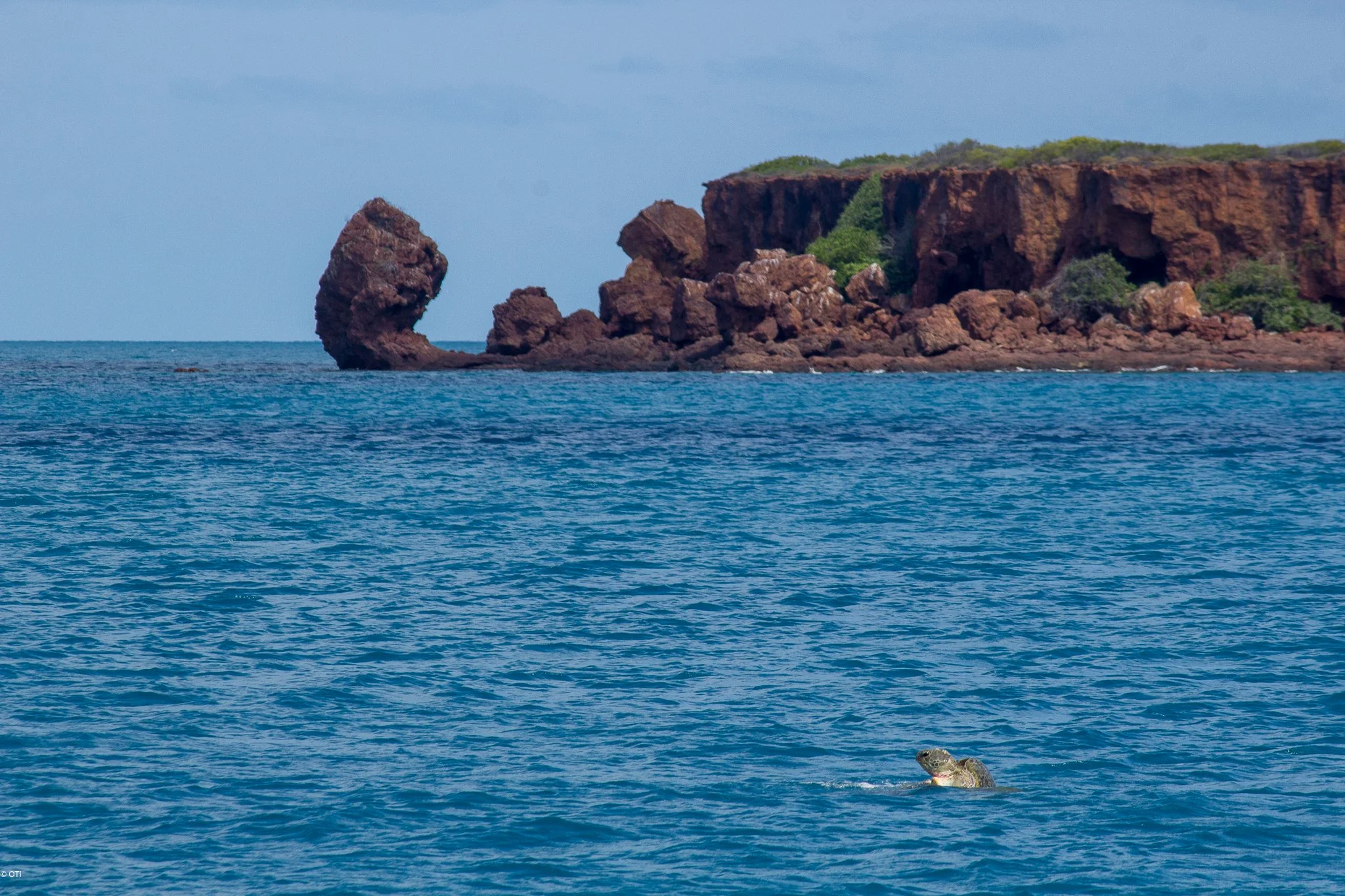A Sea Turtle floats in the waters off Cassini Island in Western Australia.