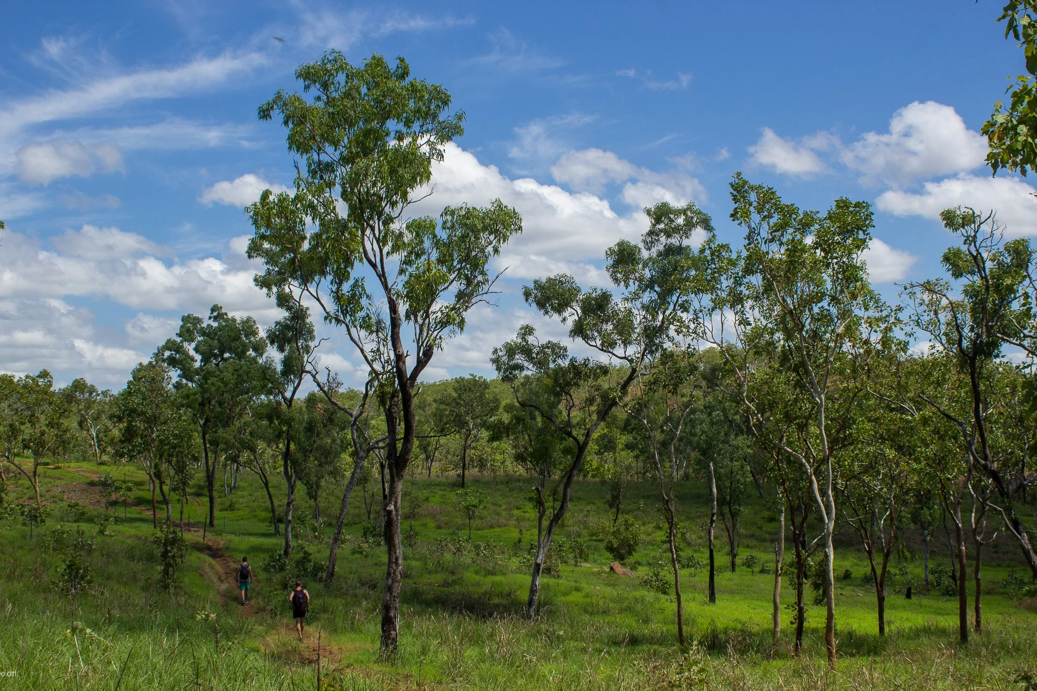 Grasslands in Kakadu National Park -  Northern Territory, Australia.