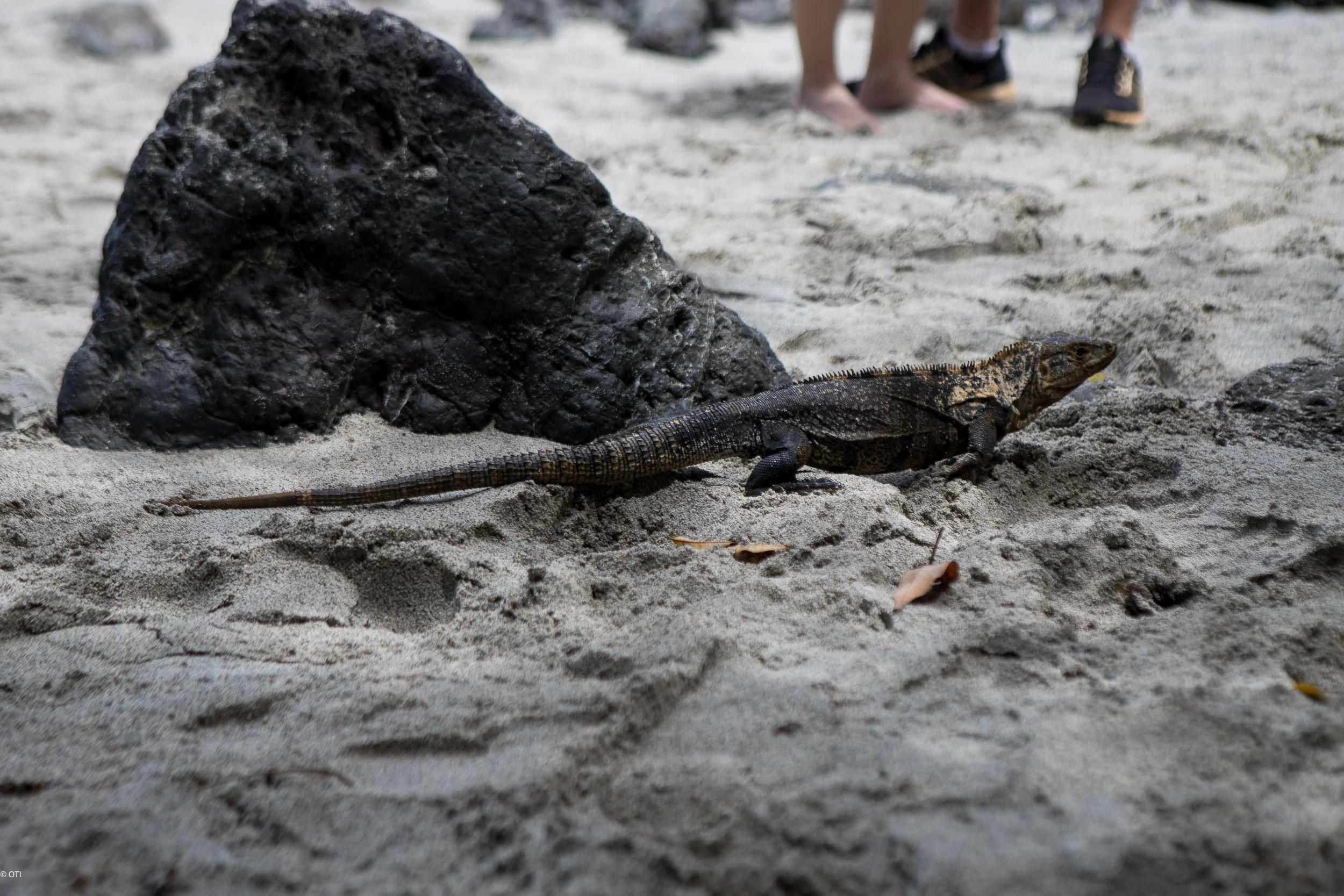 Black Iguana in Manuel Antonio National Park - Quepos, Costa Rica.