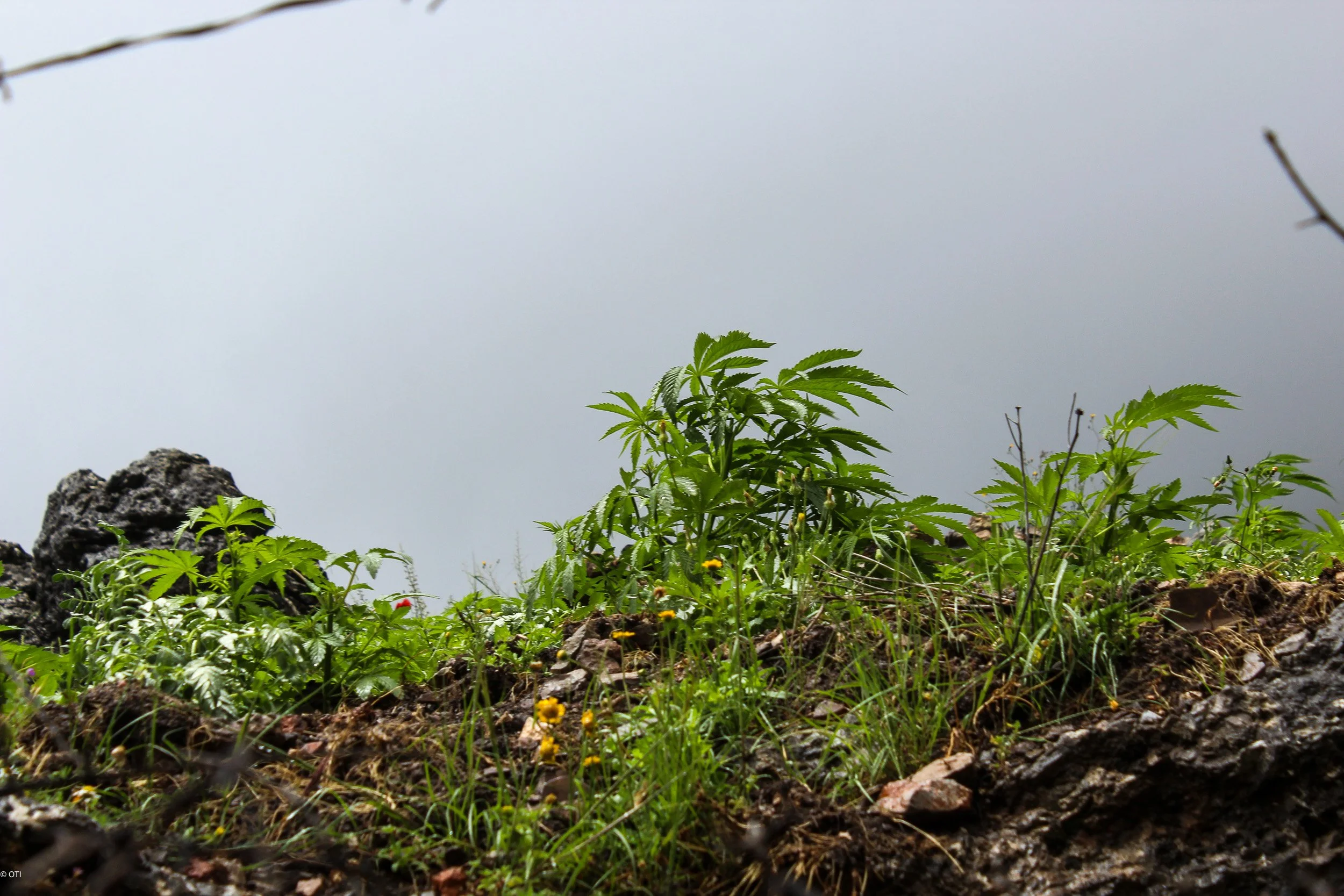 Marijuana Fields near Chefchaouen