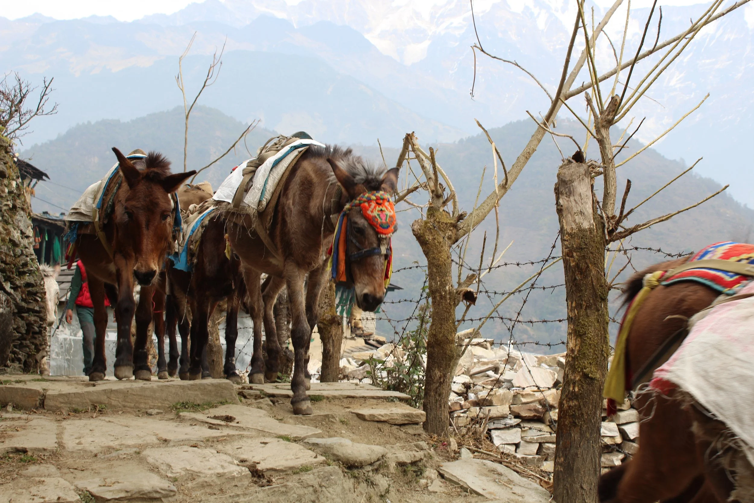 Donkeys on the TrekJPG.JPG