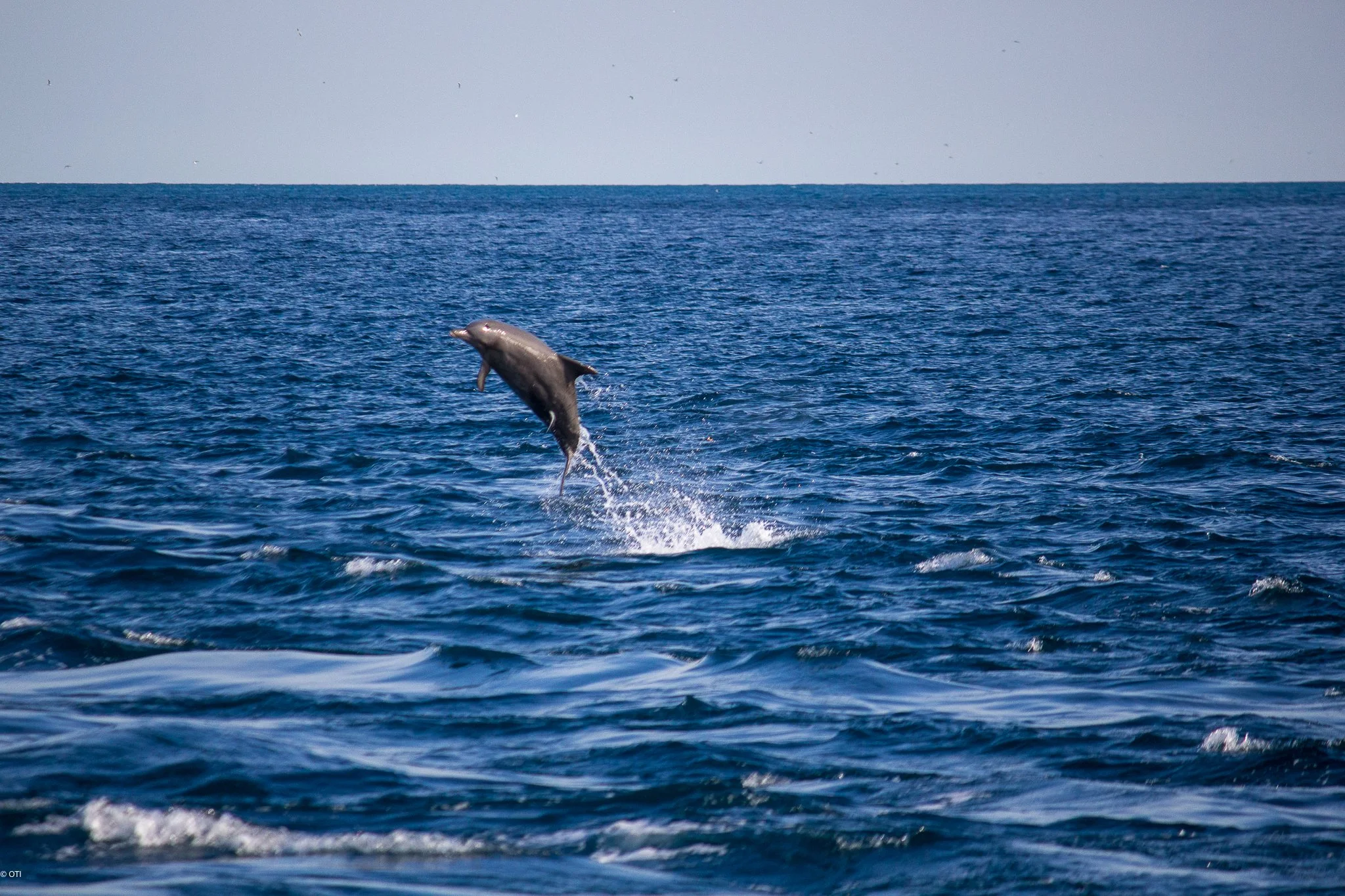 Dolphin jumping in the Timor Sea