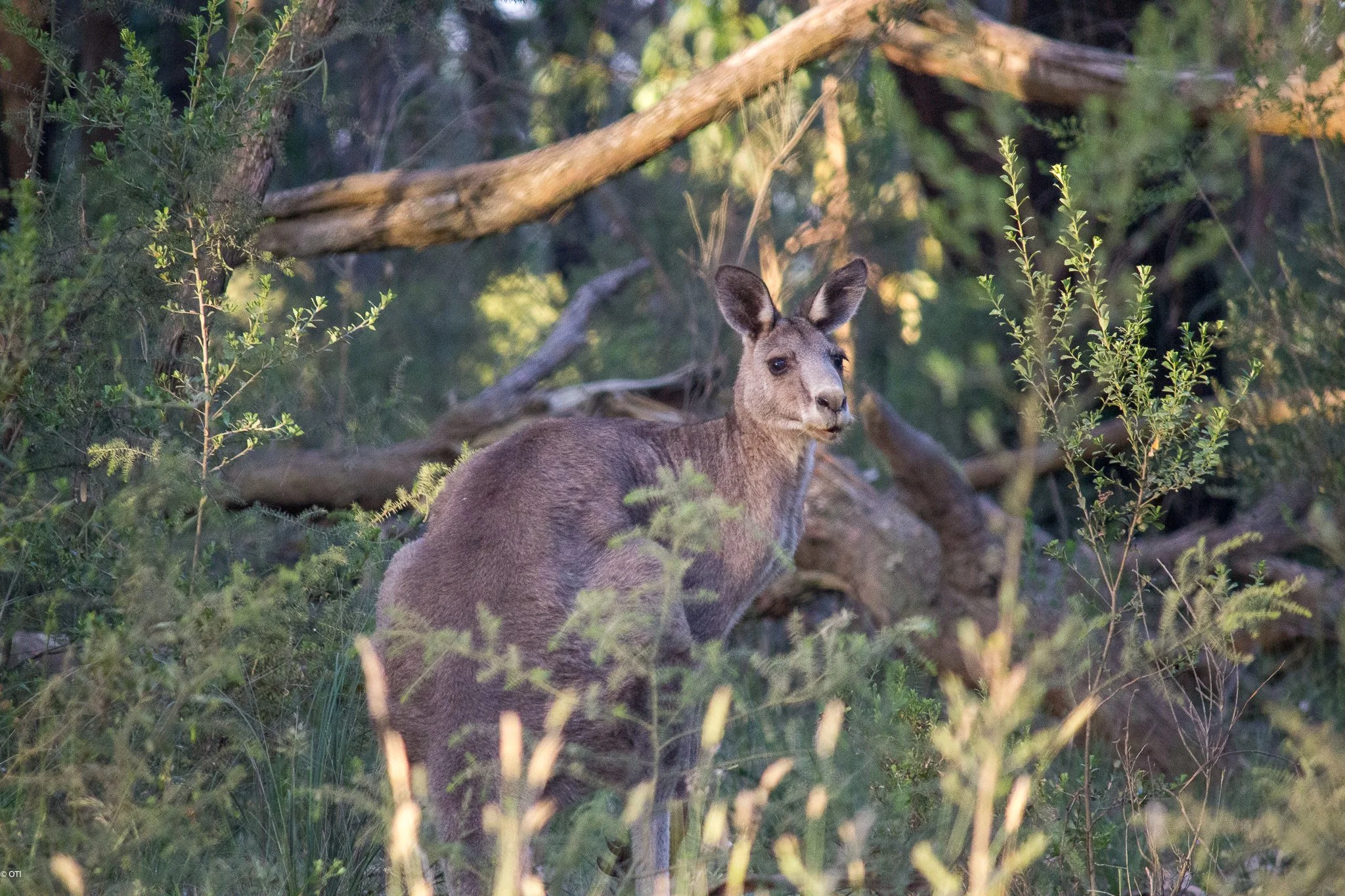 Kangaroo at campsite in Victoria, Australia.