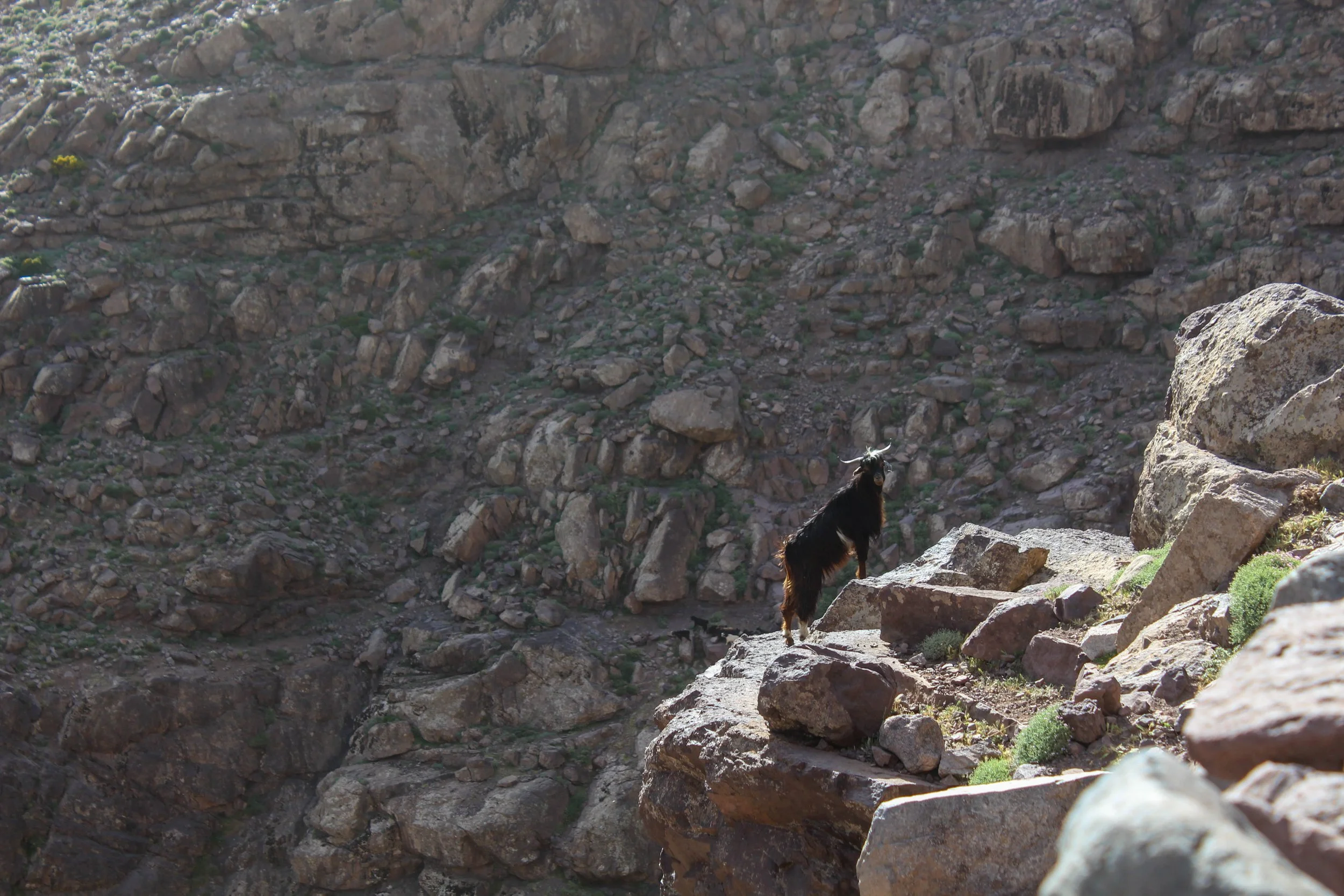 Goat in Toubkal National Park, Morocco