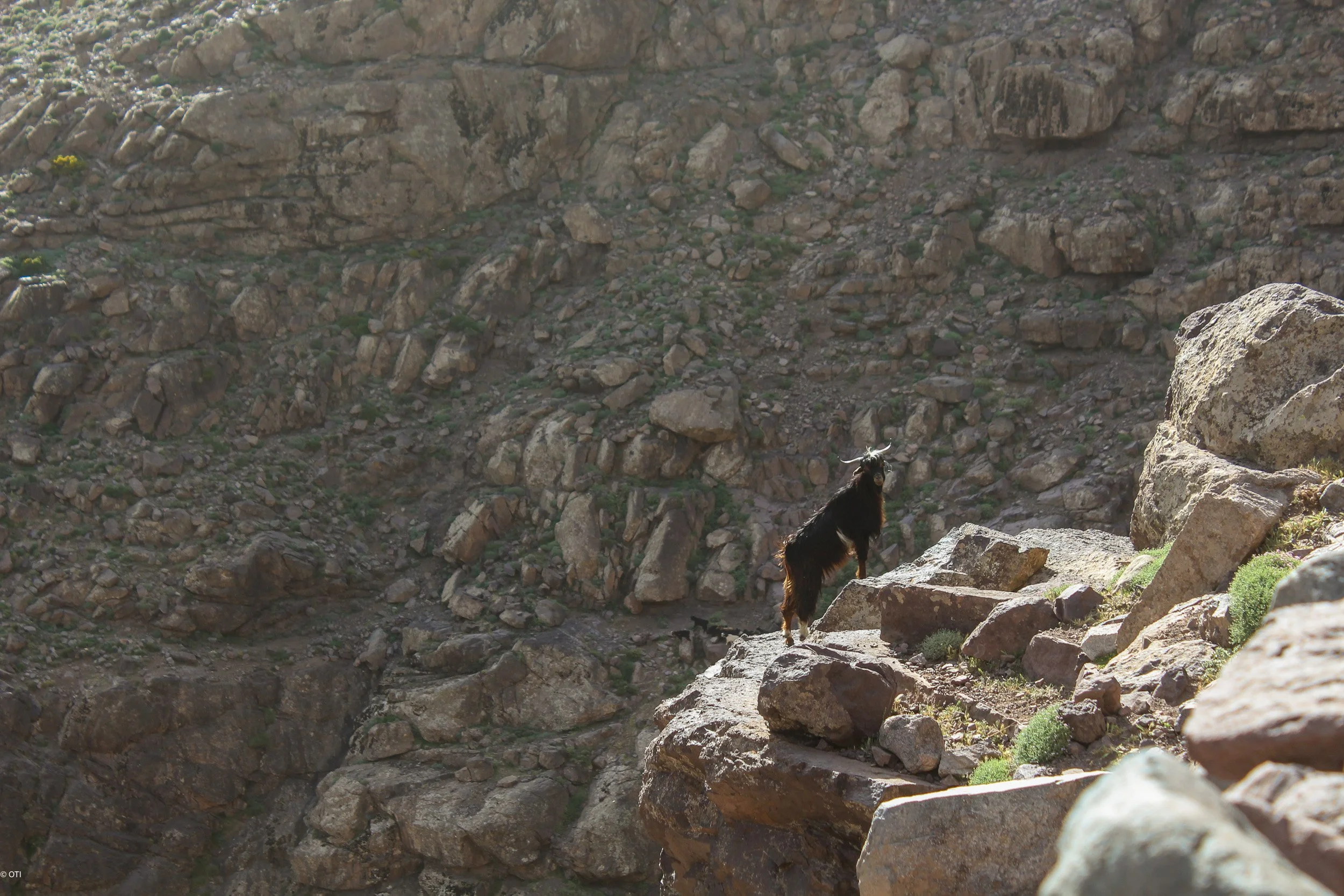 Mountain Goat - Toubkal National Park in Morocco.