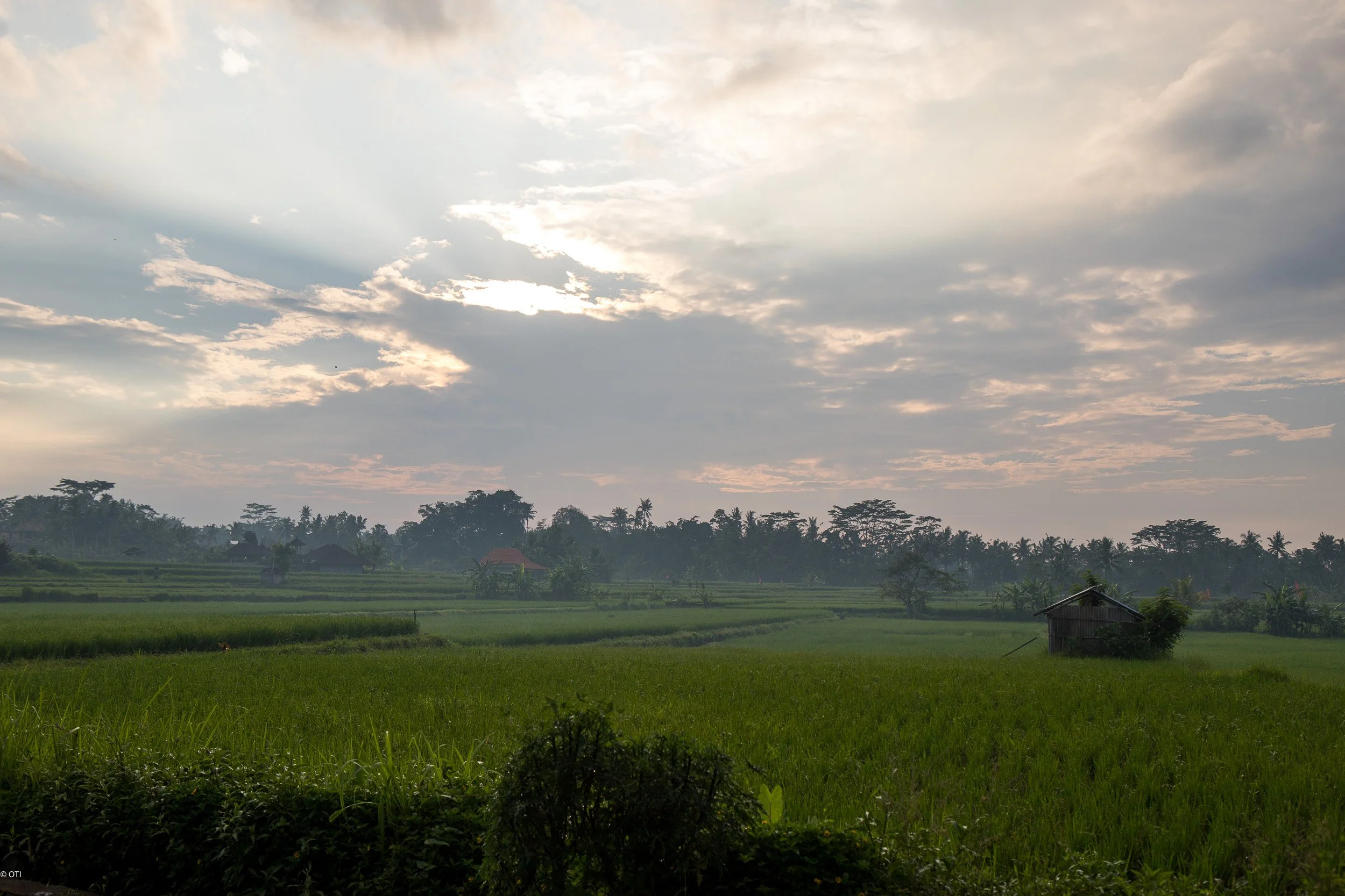Fields on Bali, Indonesia.