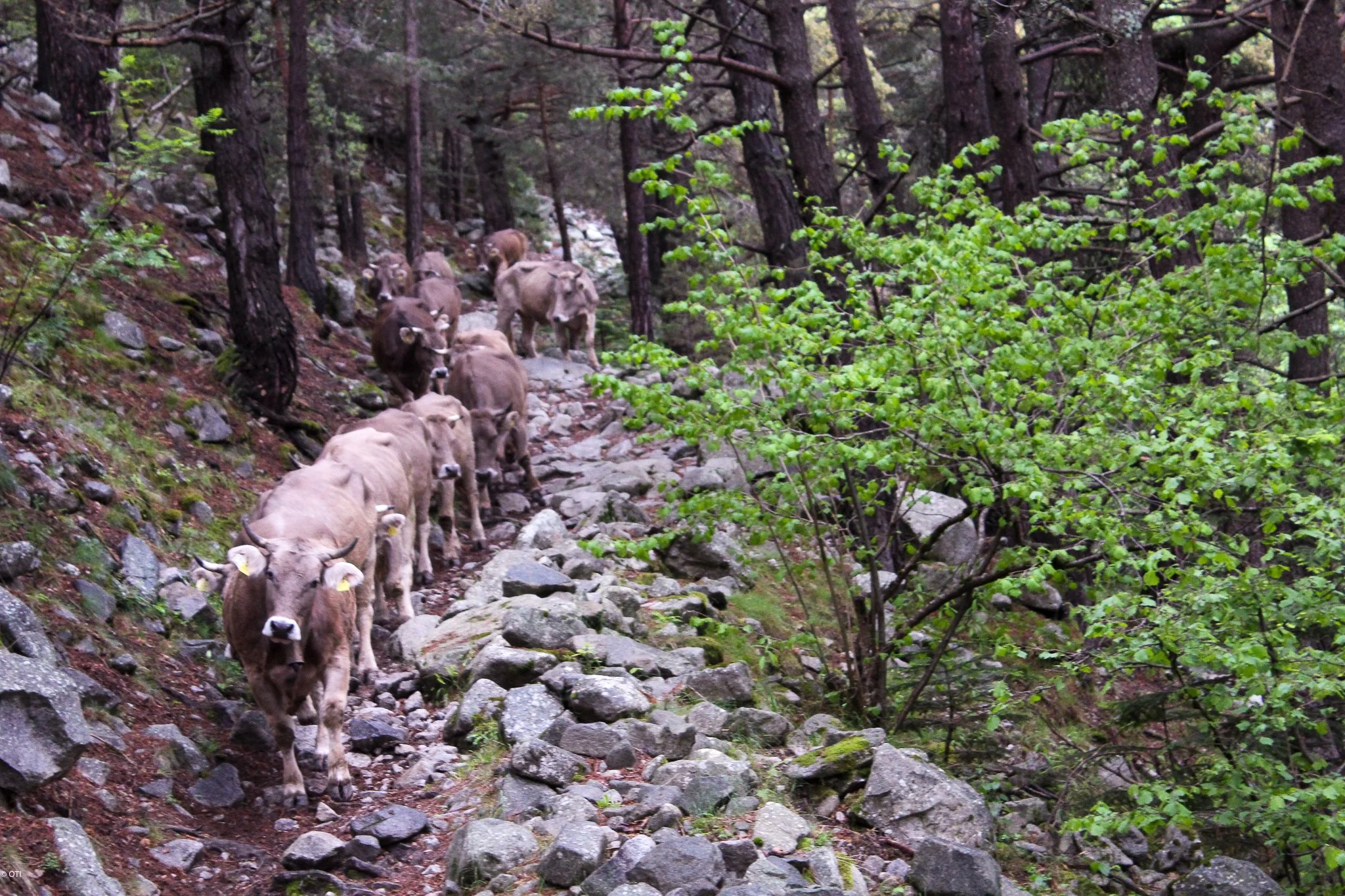 Making friends while hiking in the Andorran Pyrenees.
