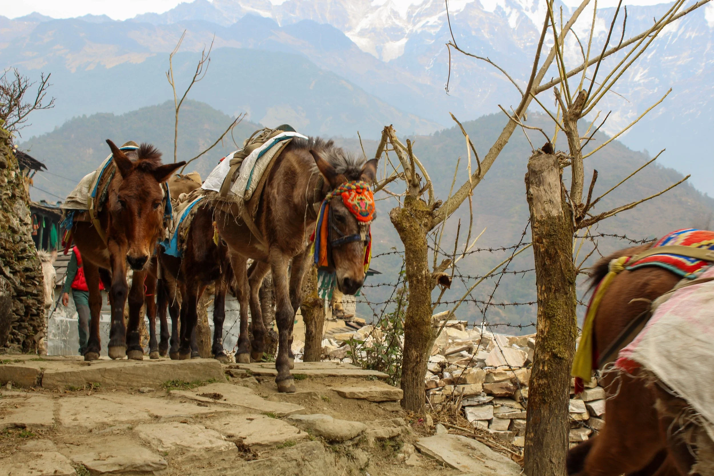 Donkeys on the TrekJPG.jpg