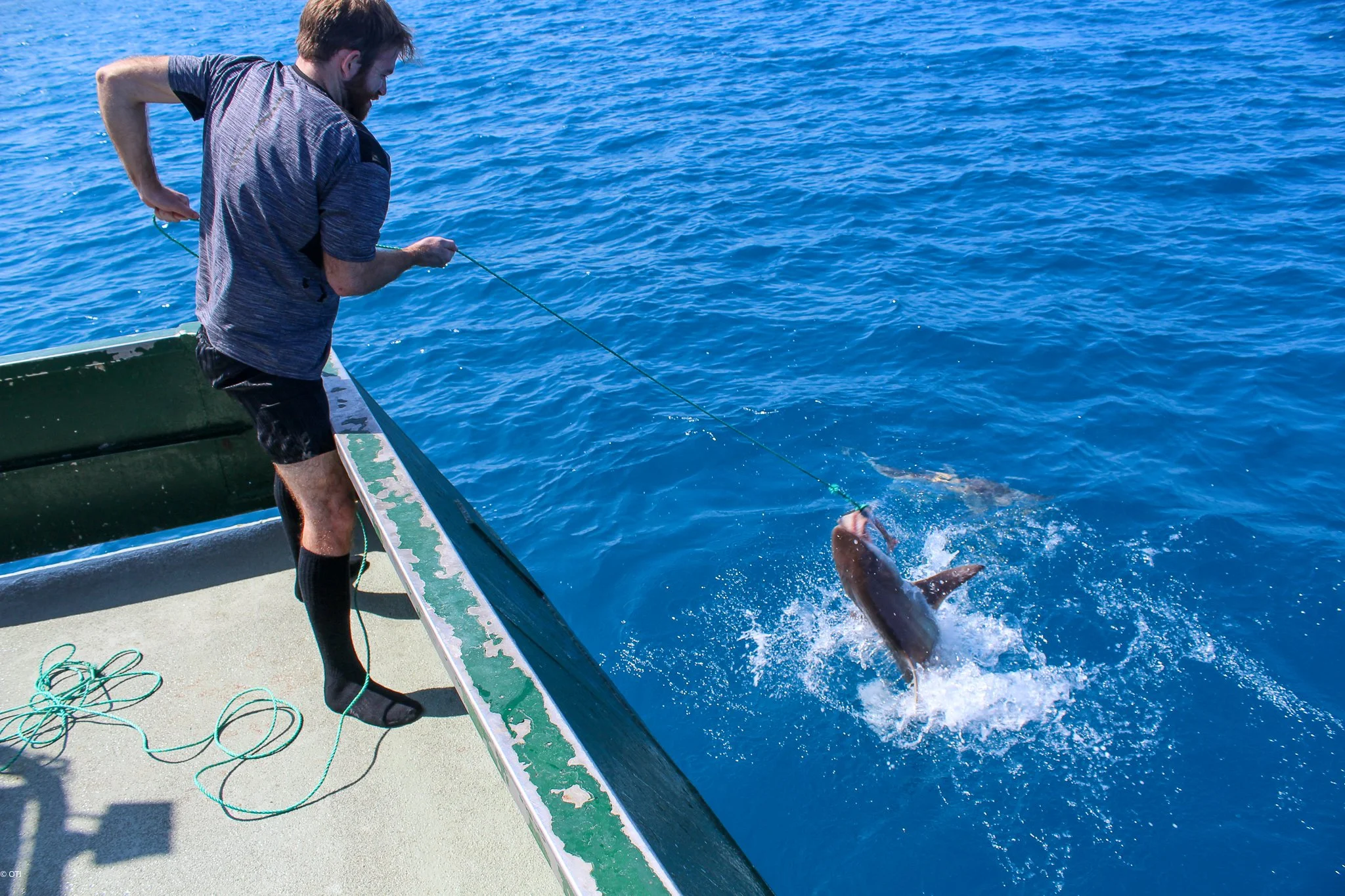 Having a tug of war with a bronze whaler shark near Cassini Island, Western Australia