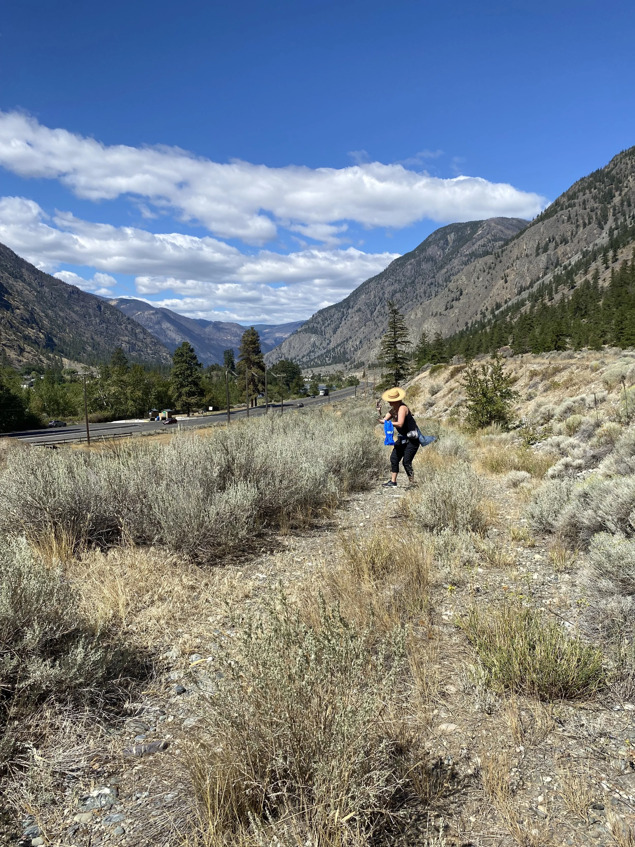 Lisa harvesting Sage during Anona Kampe's workshop on the land