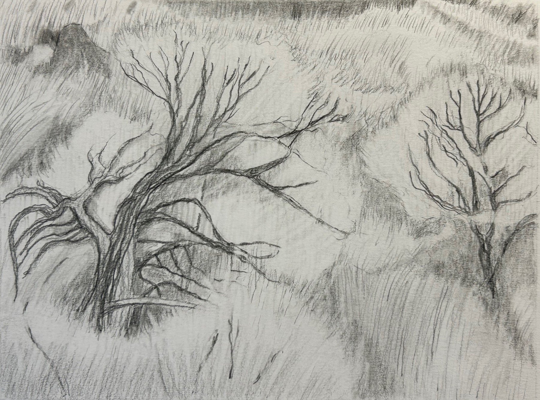 Sagebrush 2, Graphite on paper.jpg