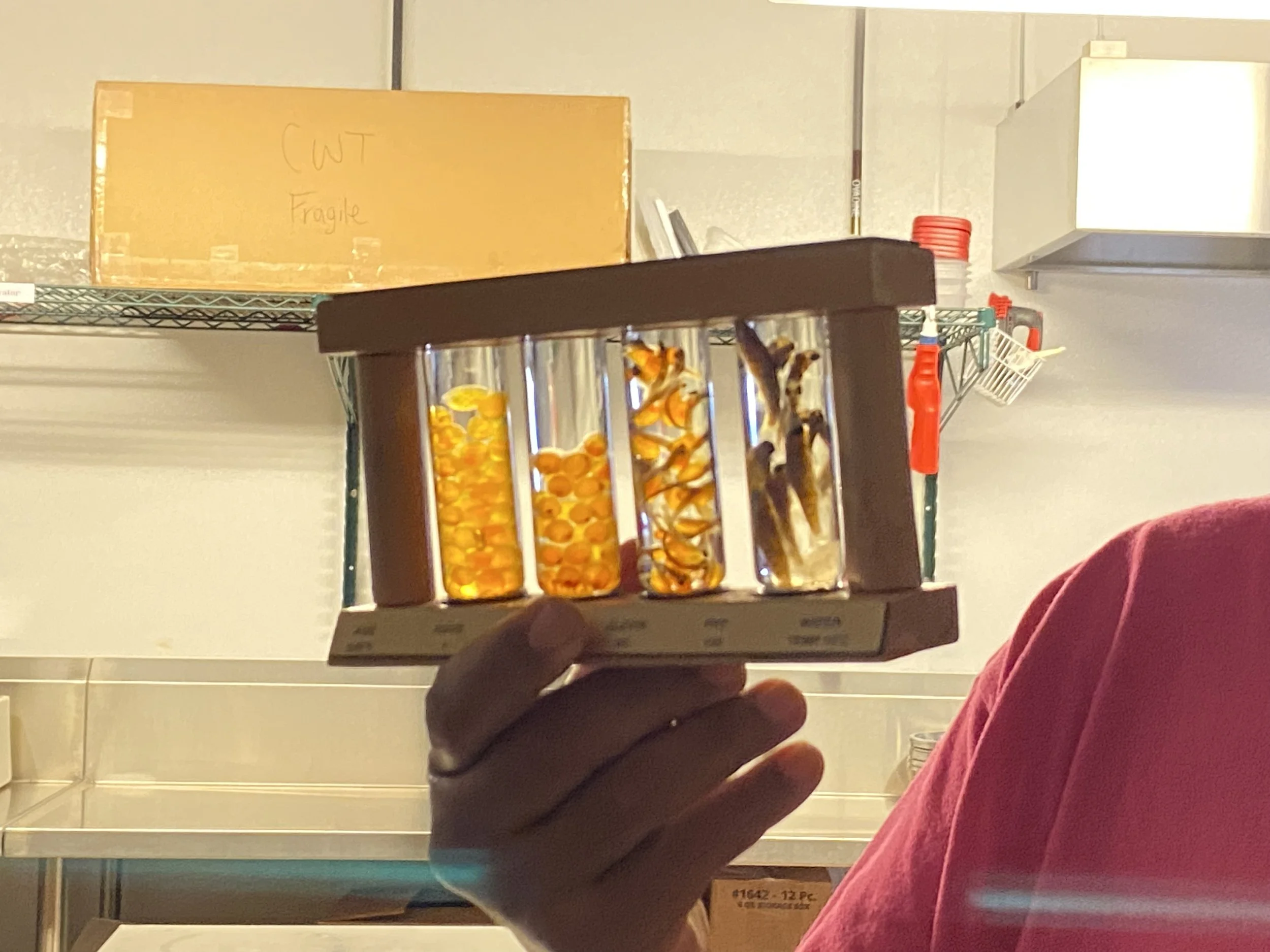 Alfred (kł cp̓əlk̓ stim̓ Hatchery) showing the different early life stages of salmon development