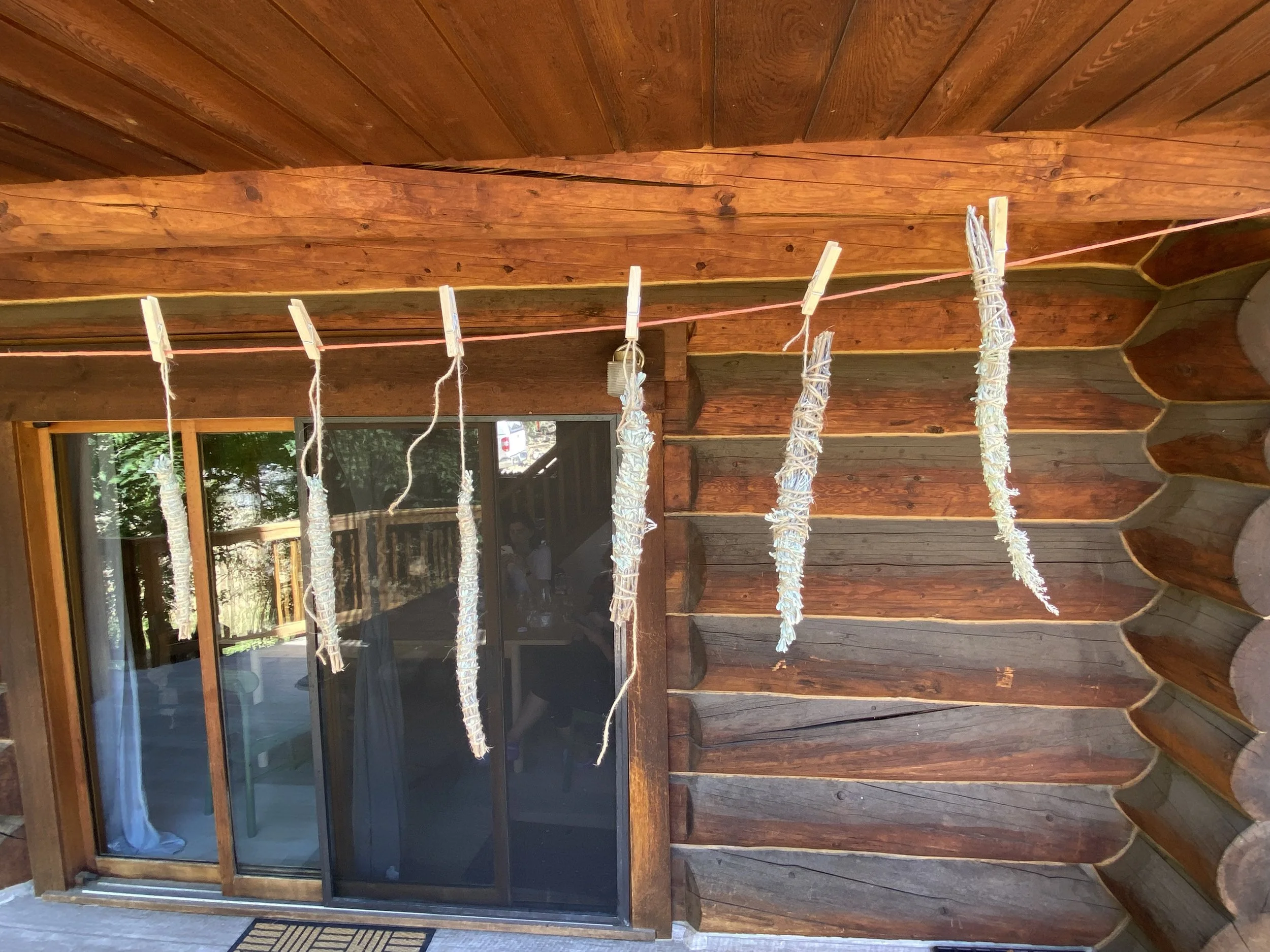 Harvested sage hanging to dry