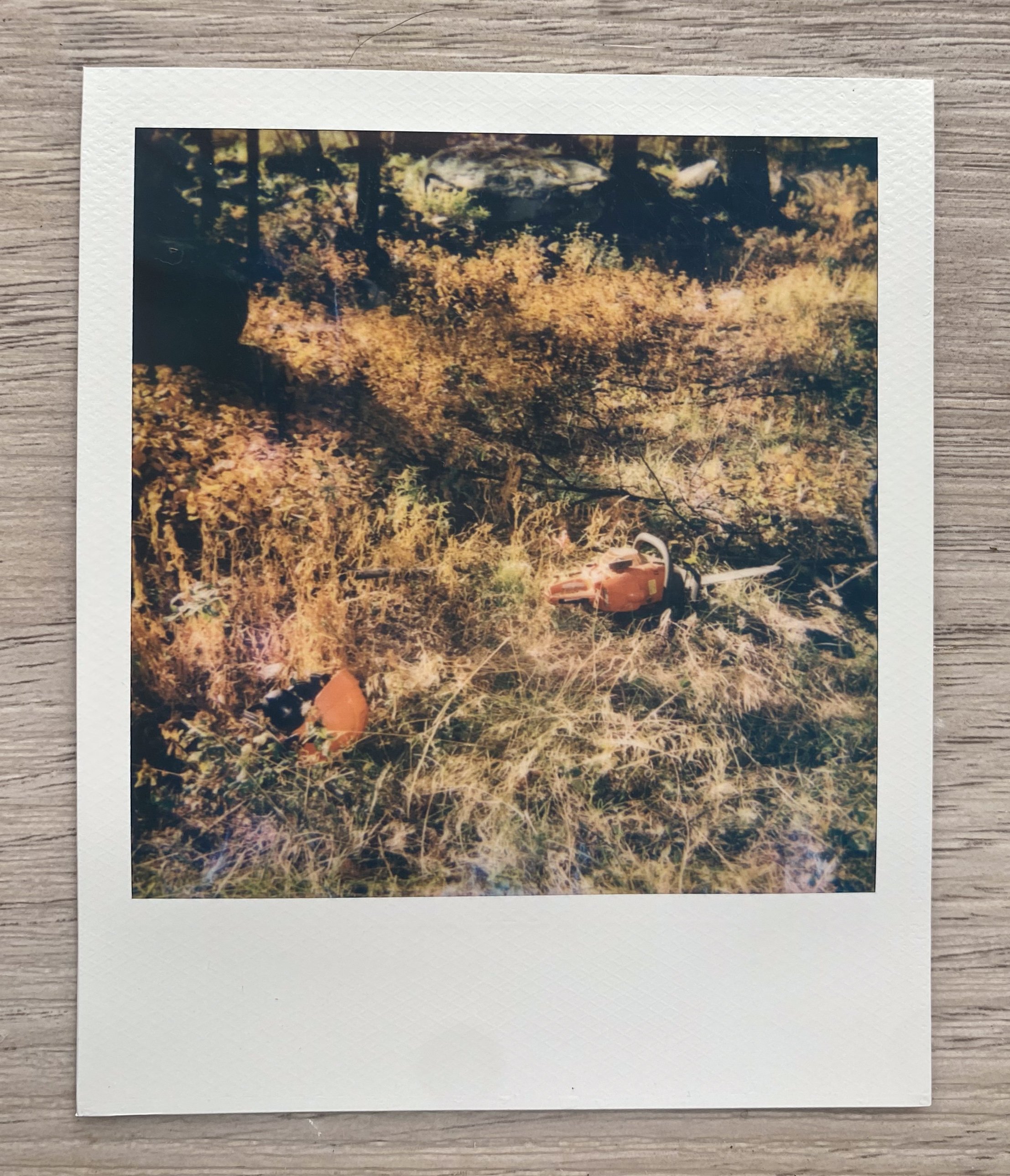 Images by Rox Boyle