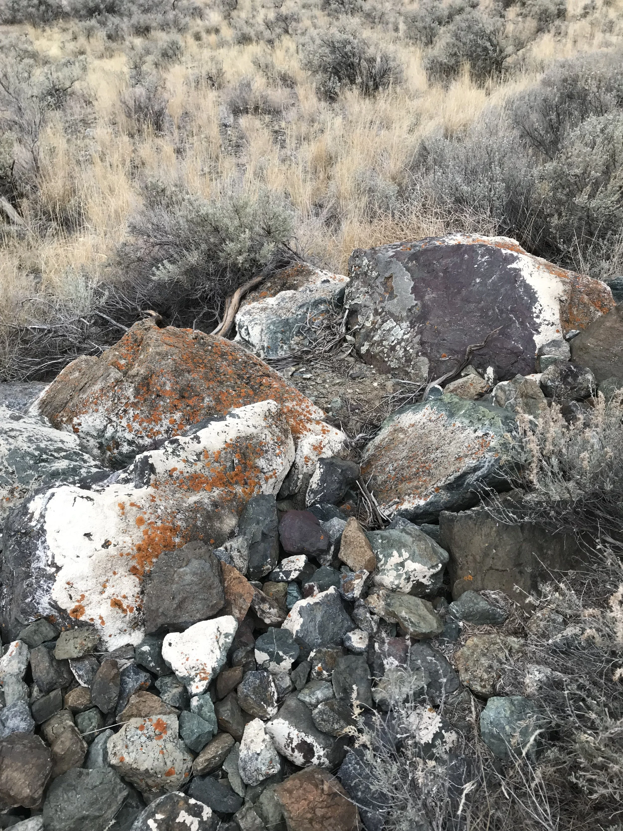 Mesmerized by lichen and moss!