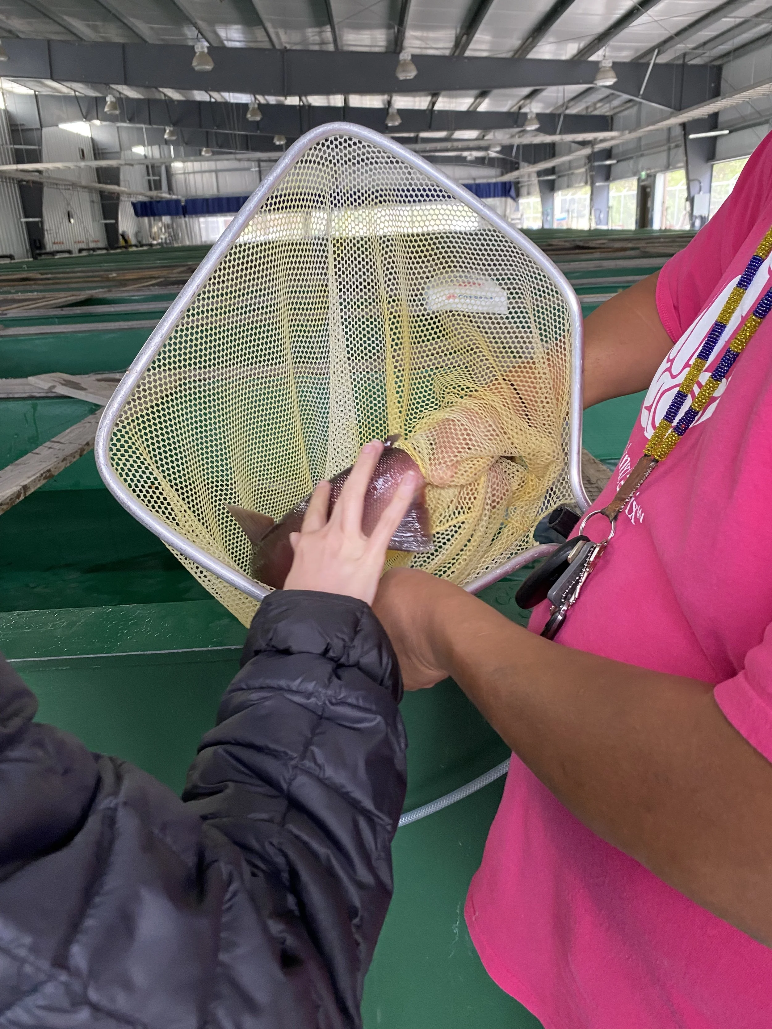 Visit to the kł cp̓əlk̓ stim̓ Hatchery. Artists interacting with the live salmon