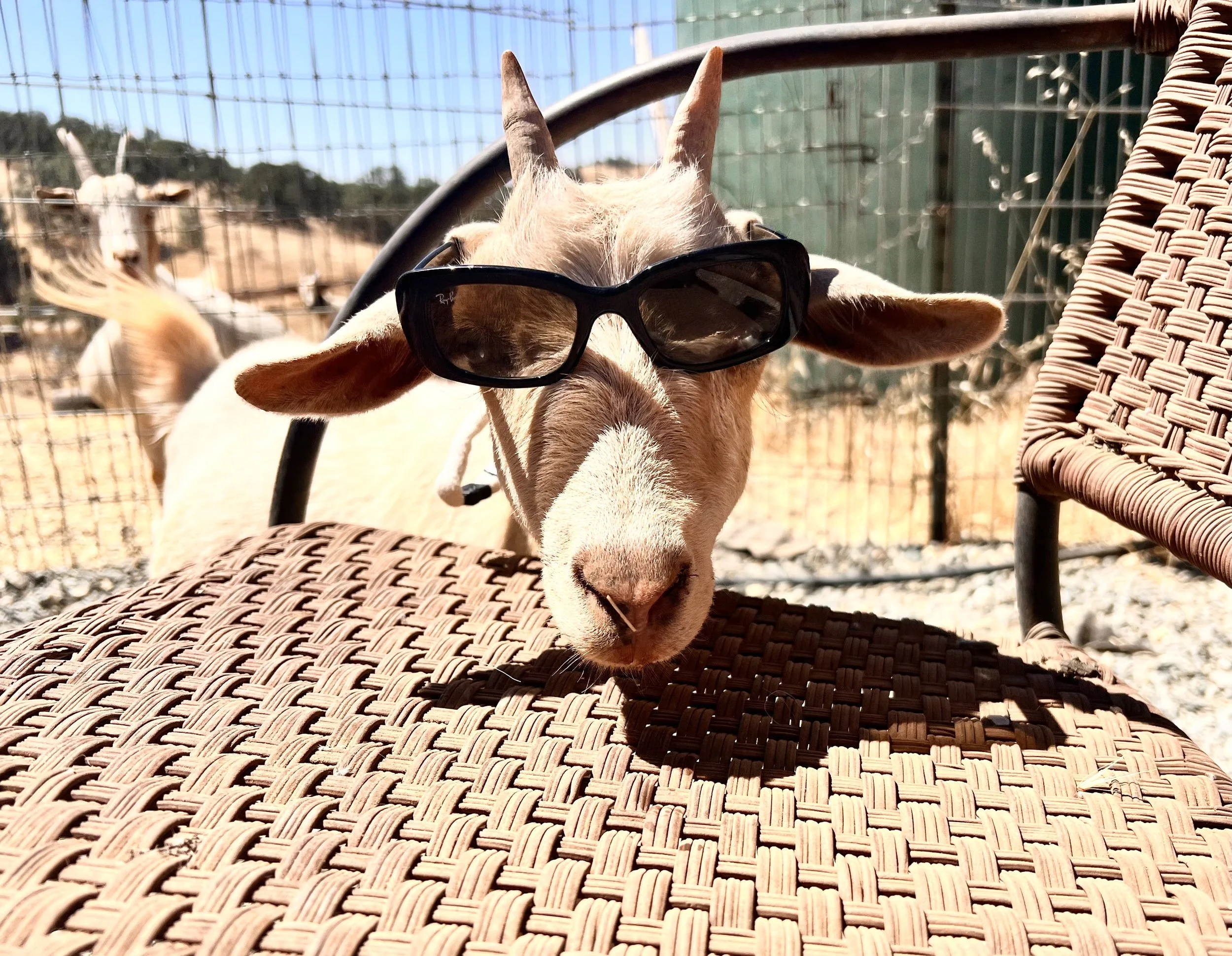 Summer Essentials for Goats
