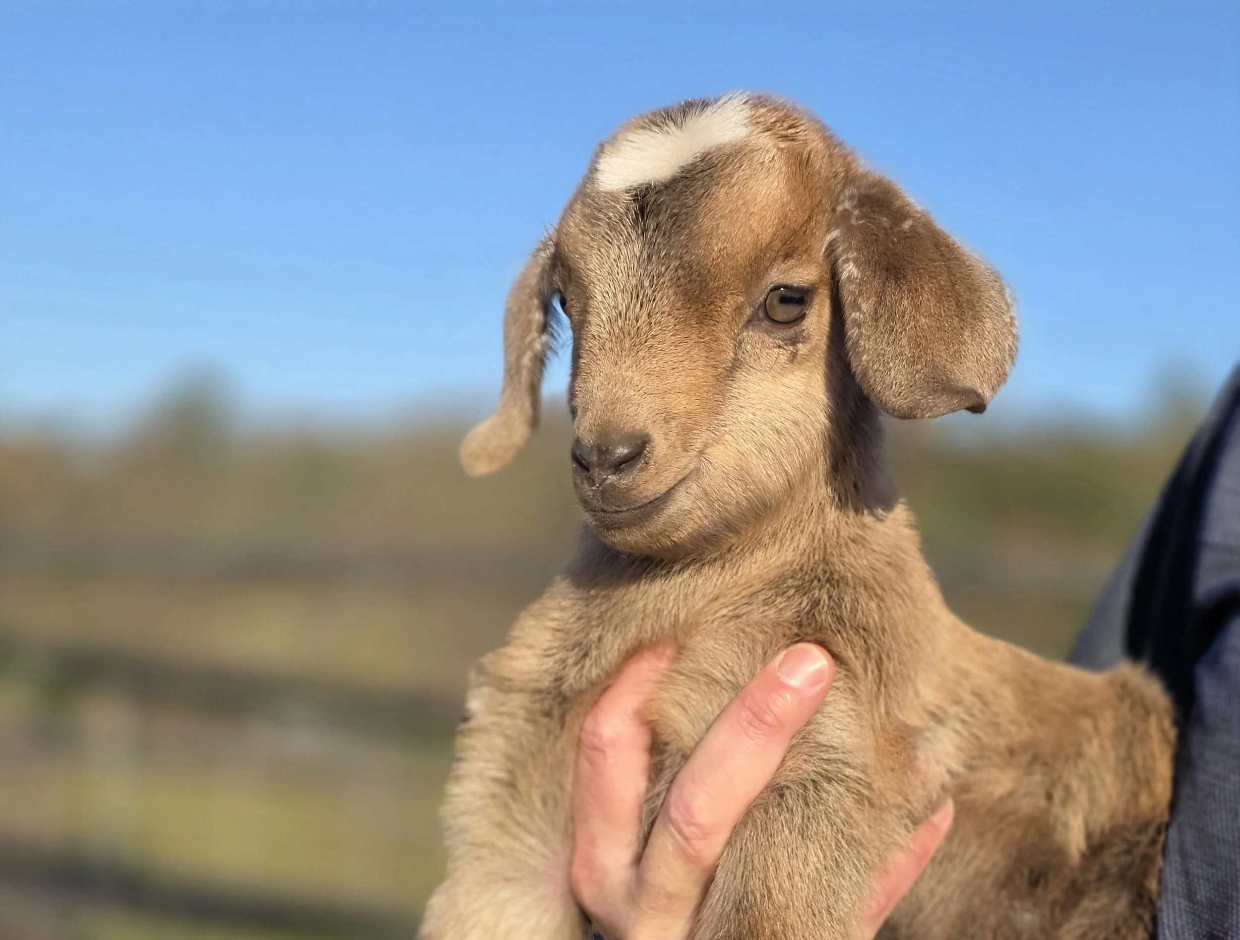 Our goats are kidding! For real!