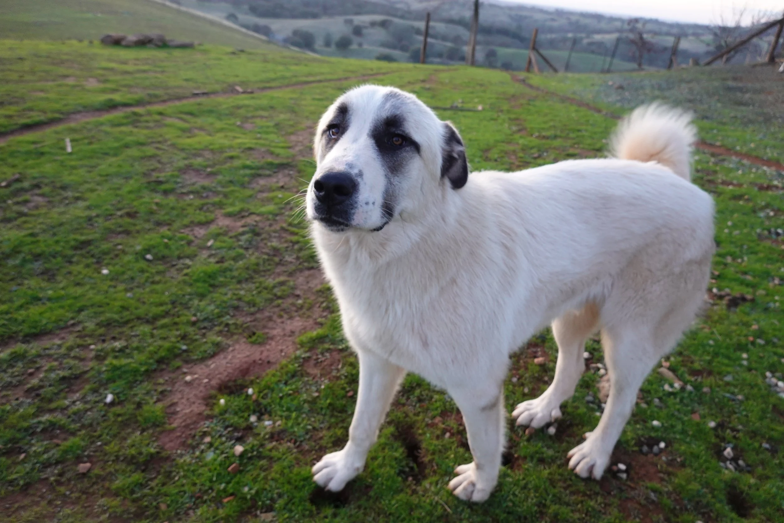 LIVESTOCK GUARDIAN DOGS, THE MIGHTY PROTECTORS