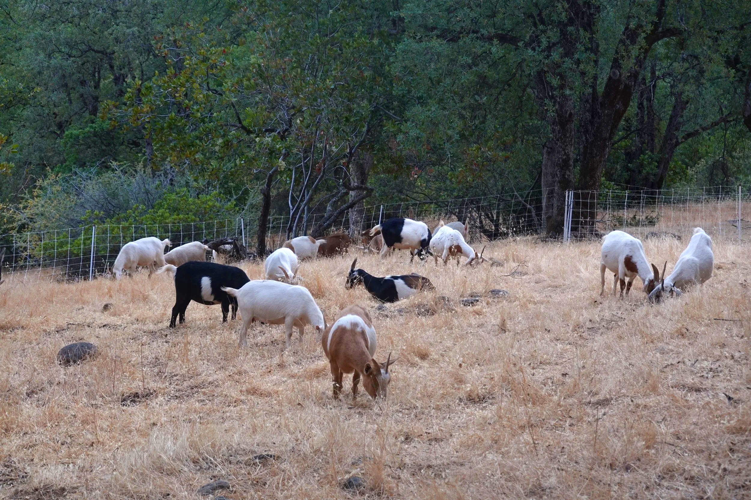 Why are More People Using Goats for Land-Clearing?