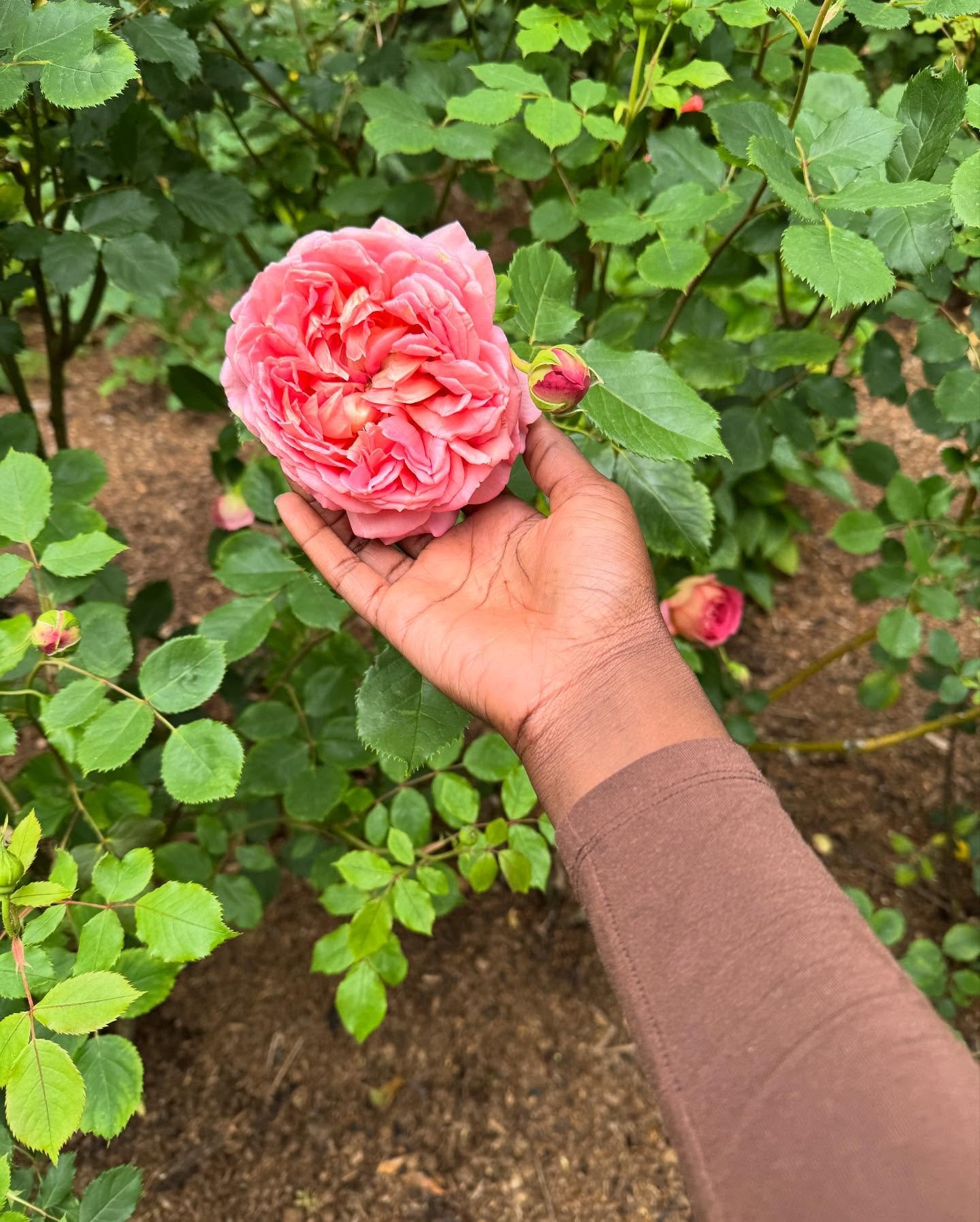 Reflections for strange and heart opening times.  For leaning into deep trust. 🌹

A blooming rose
a deep call to remain open.

When the ripples of change
begin to radiate within the soul,
are we ever truly ready?

When the Divine stirs the air
clear