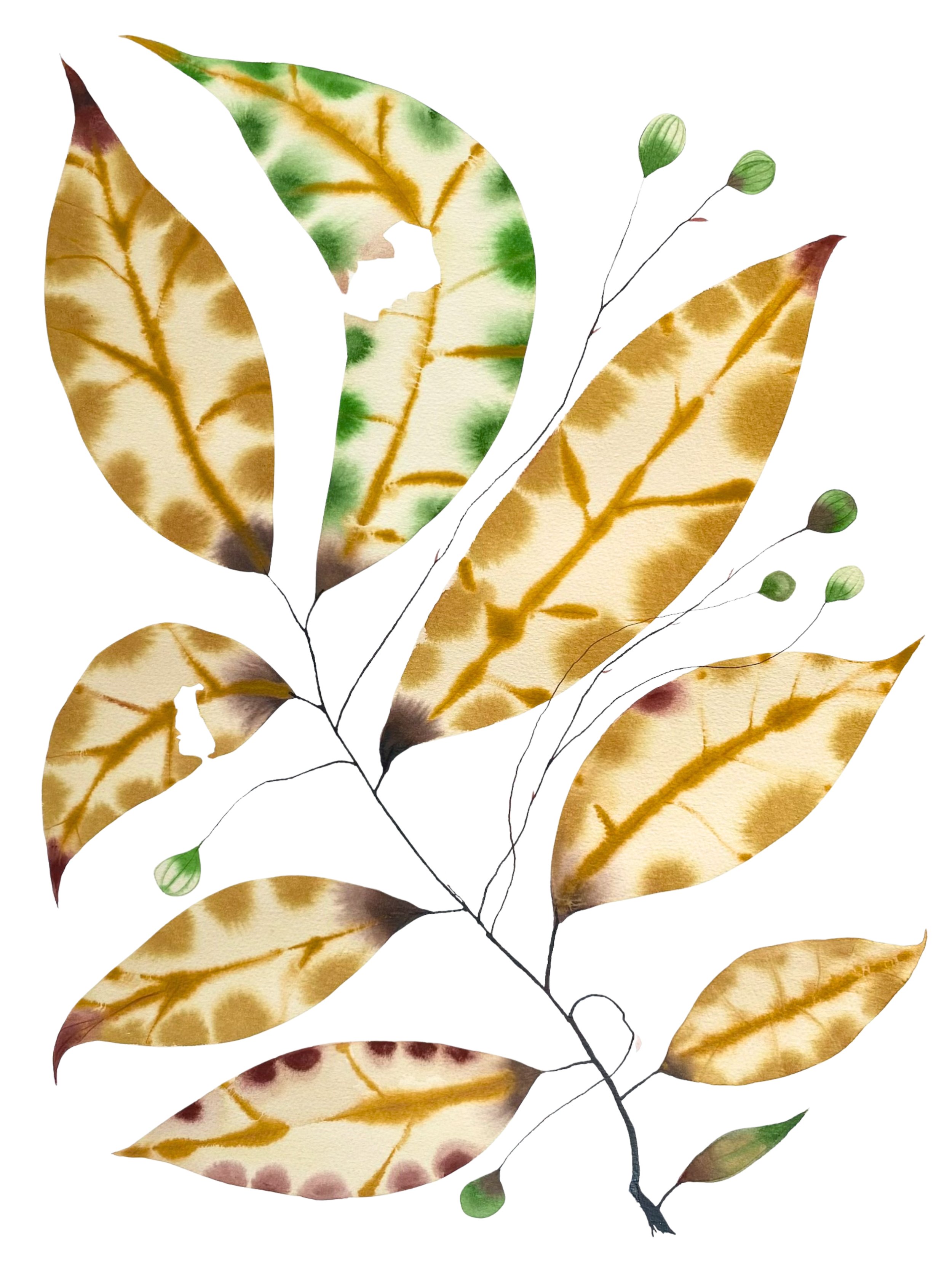Organic Watercolors.jpeg