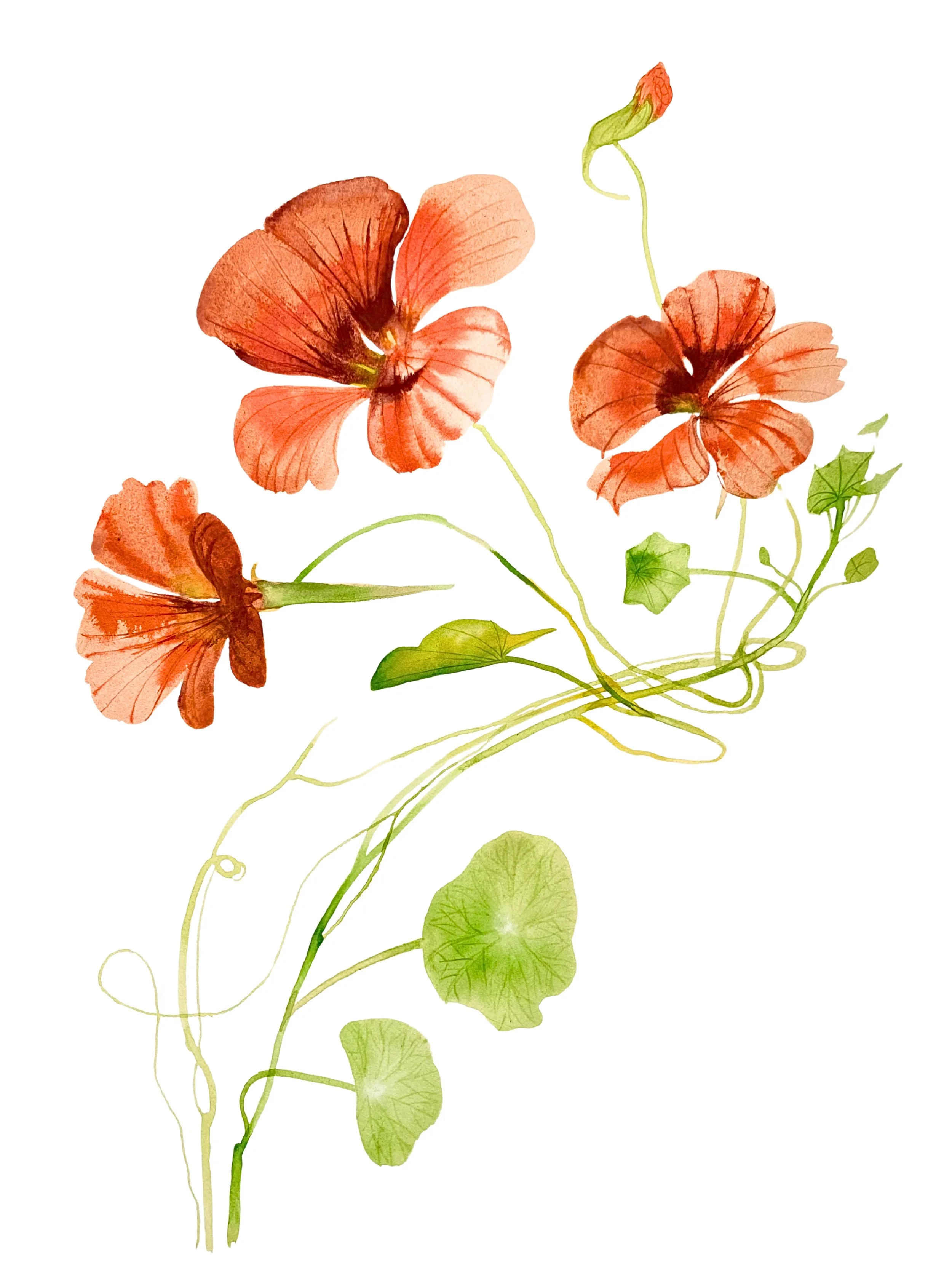 Organic Watercolors.jpeg