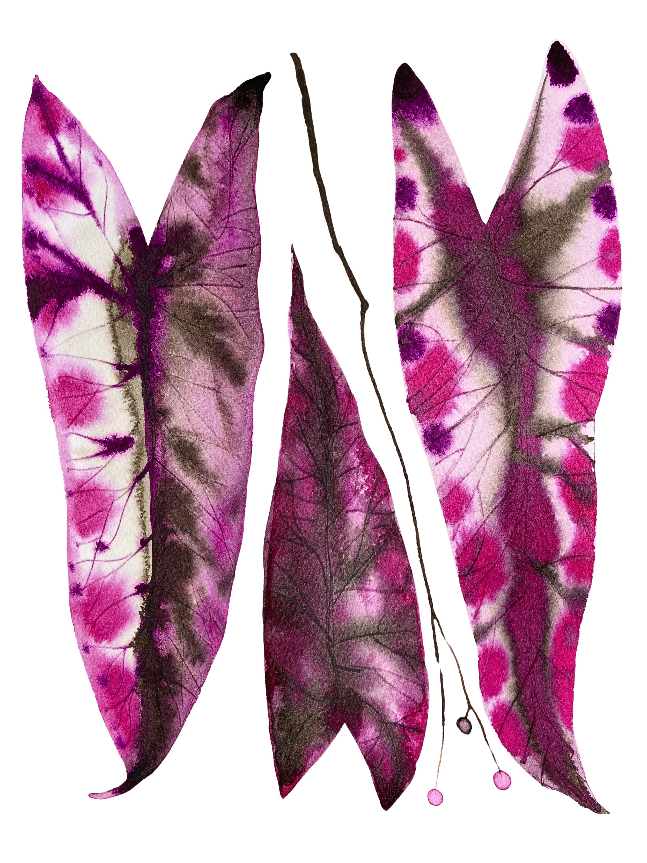Aubergine Leaves Sketch