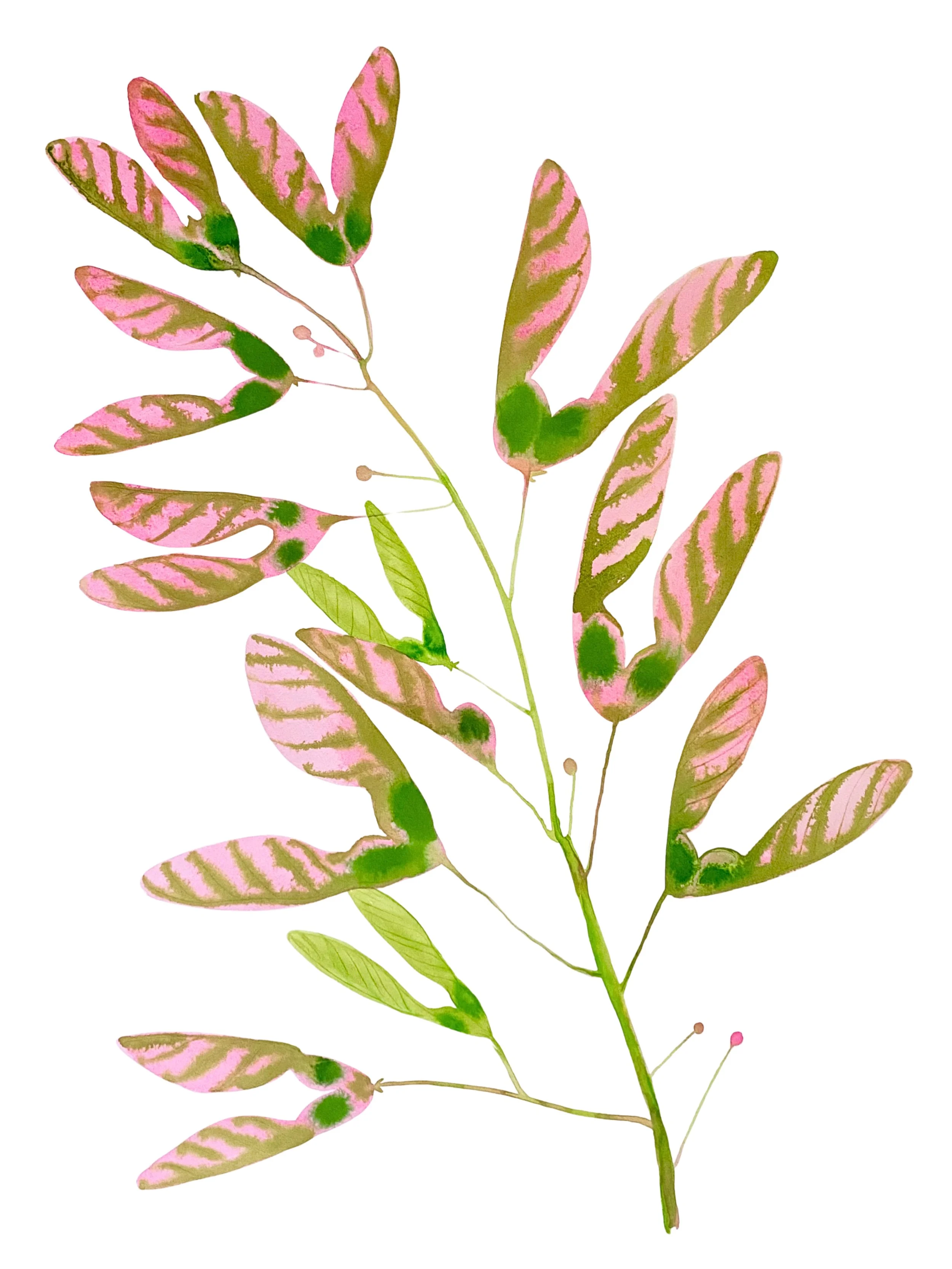 Organic Watercolors.jpeg