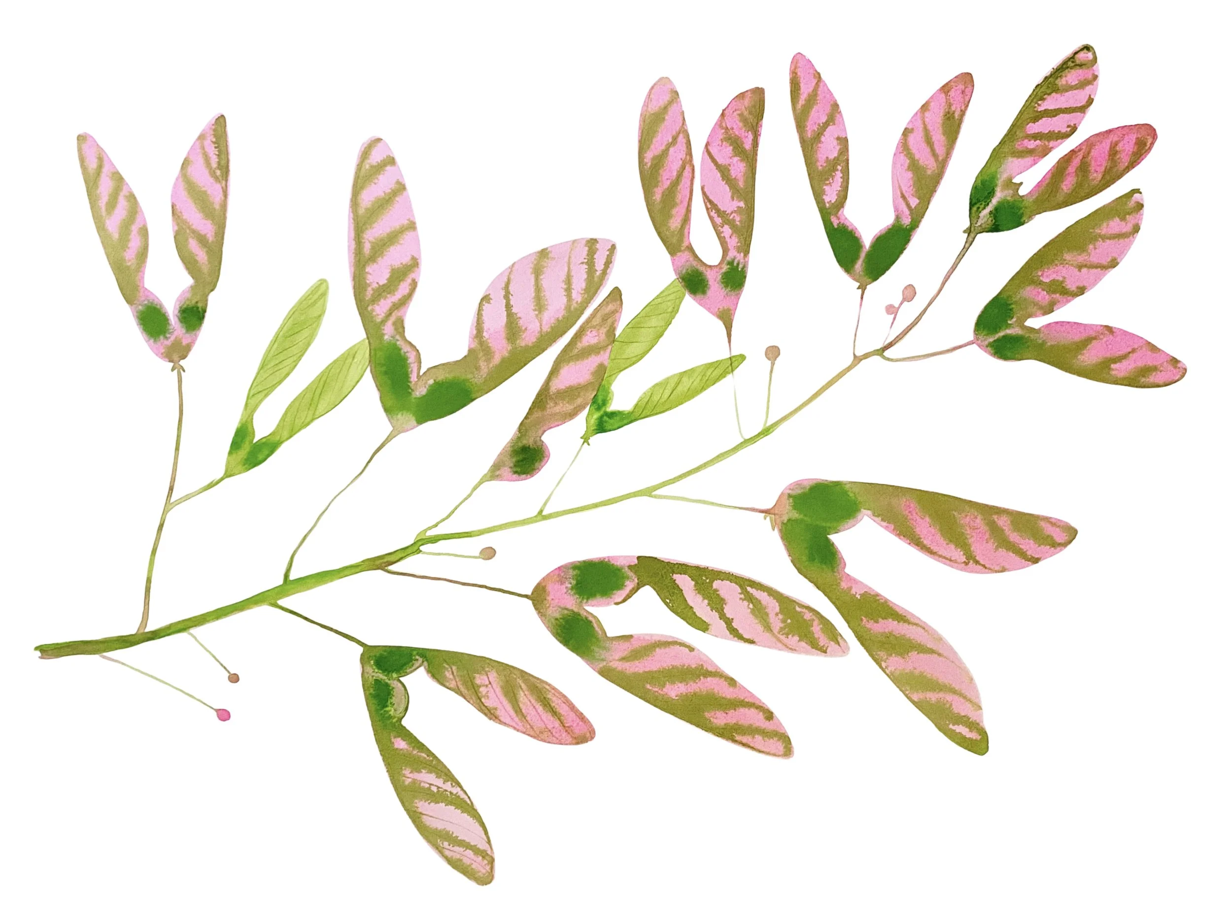 Organic Watercolors.jpeg