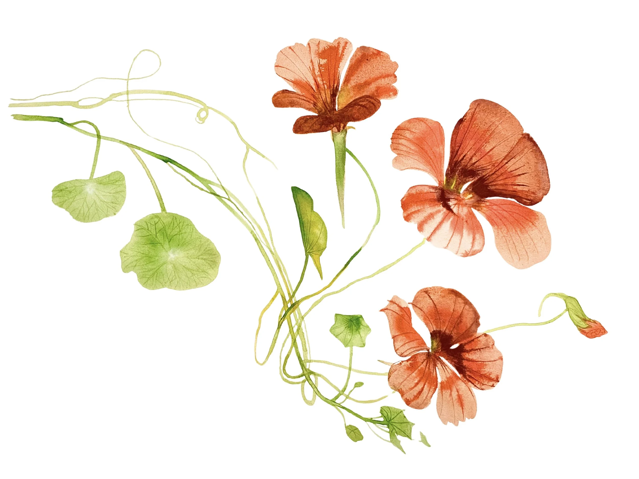 Organic Watercolors.jpeg