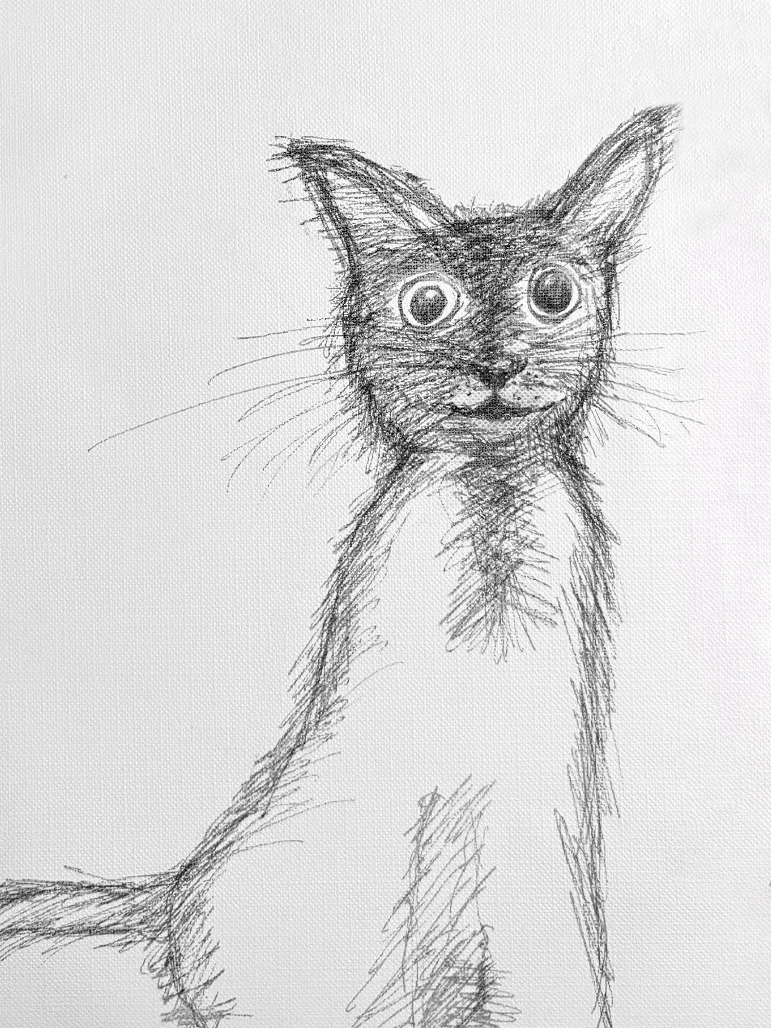 wide-eyed-kitty_thumbnail.jpg