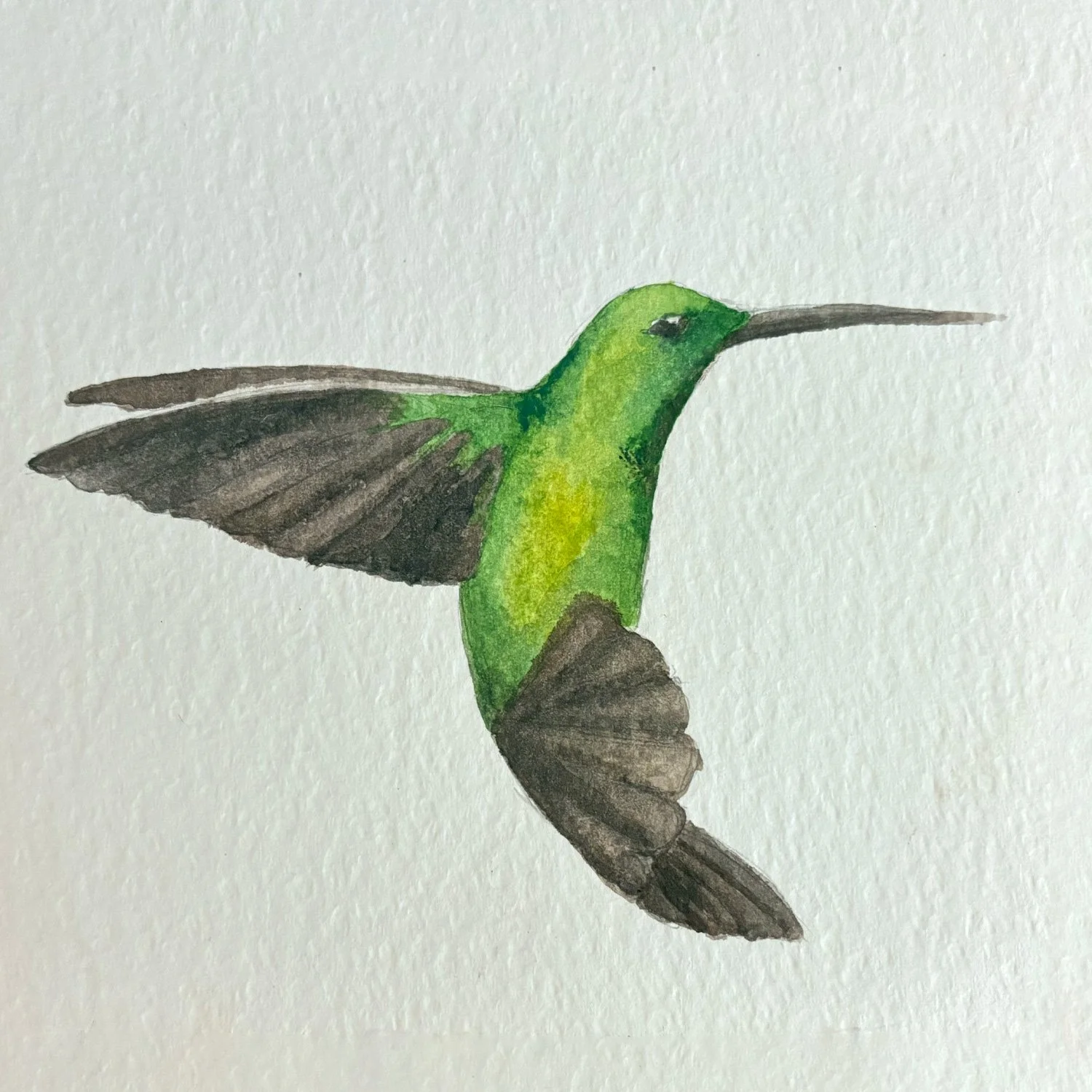 watercolor-humm_thumbnail_sq.jpg