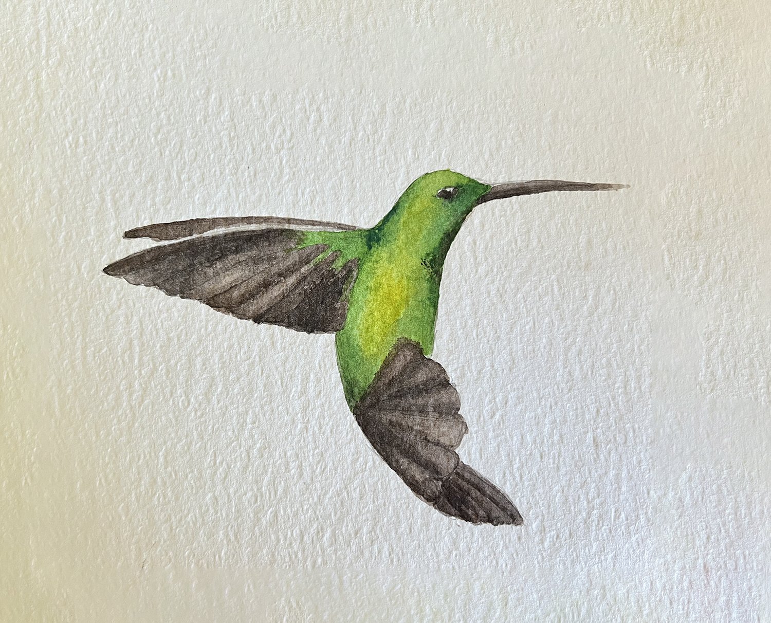 humming bird watercolor