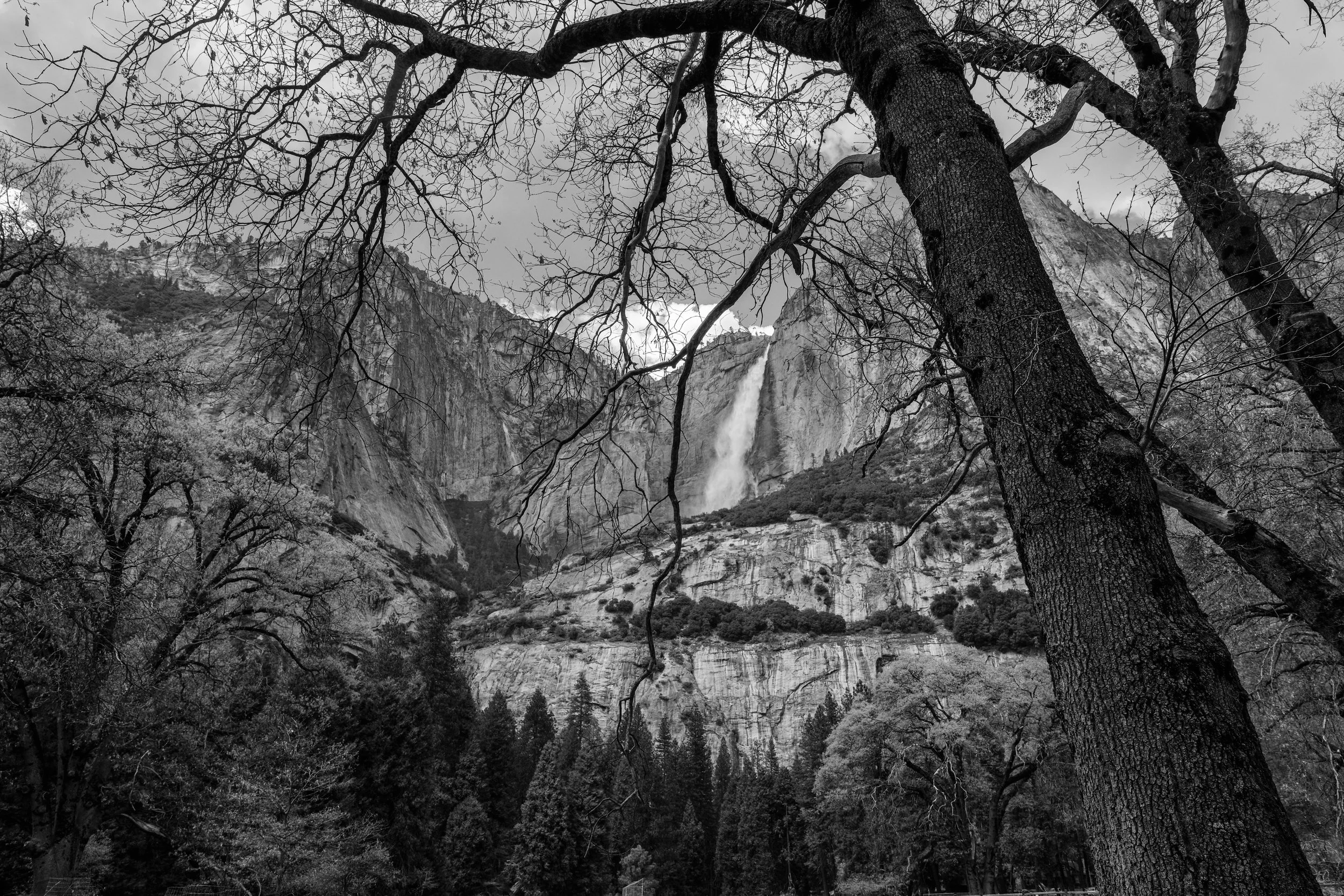 19. Oak Tree and Yosemite Falls: Yosemite National Park, CA