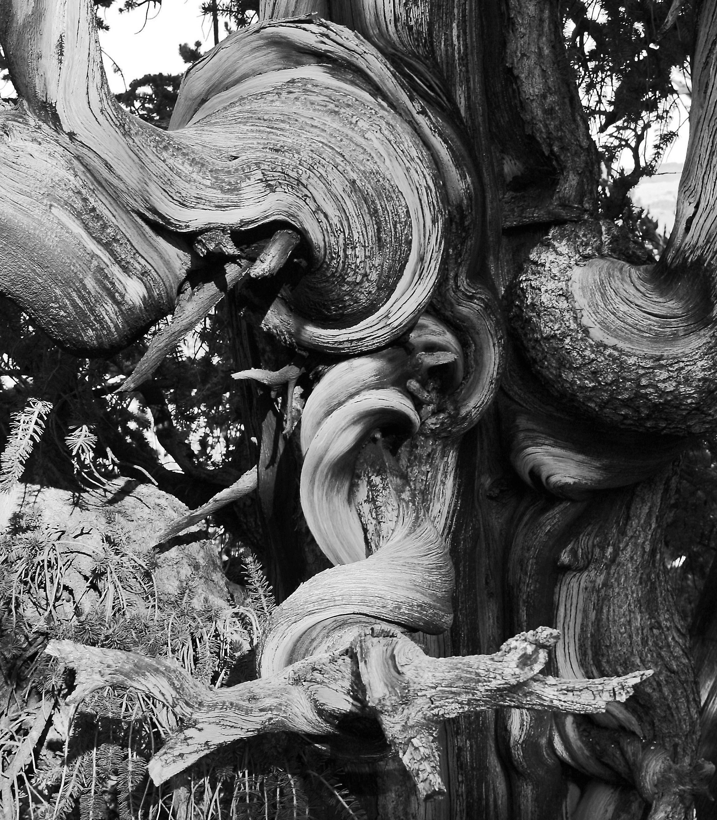 36. Bristlecone Pine Detail: Eastern Sierra, CA
These Bristlecone Pine Trees are the oldest living organisms on the planet.