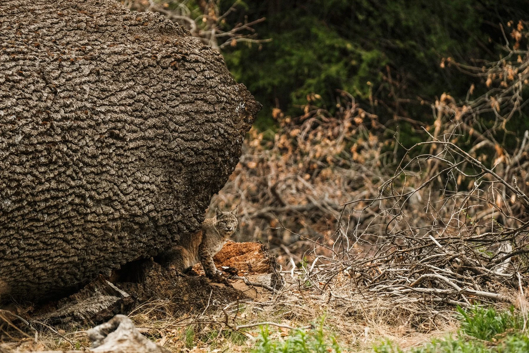 43. Bobcat and Oak: Yosemite National Park, CA