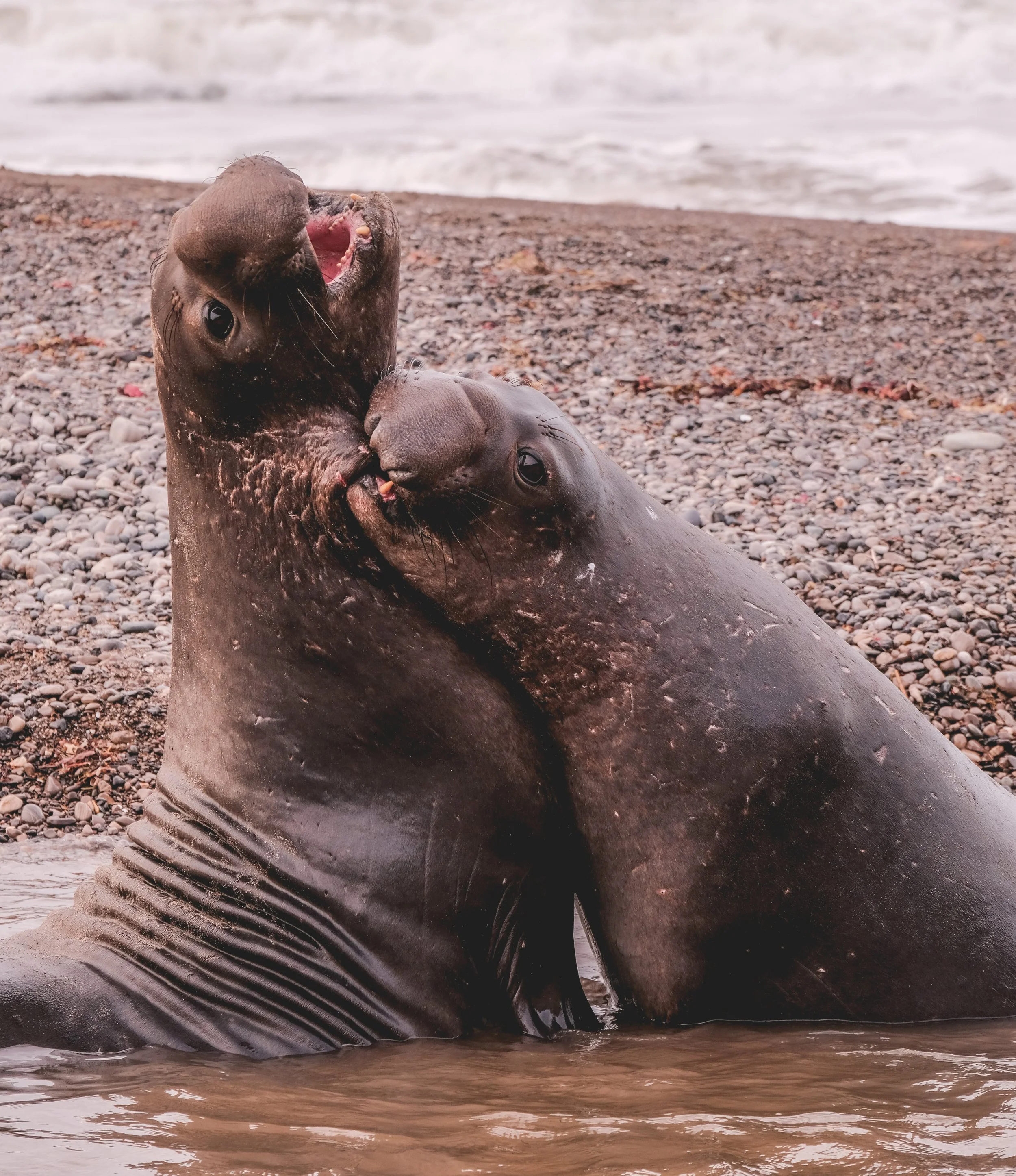 25. Adolescent Elephant Seals "Fighting": San Mateo County, CA