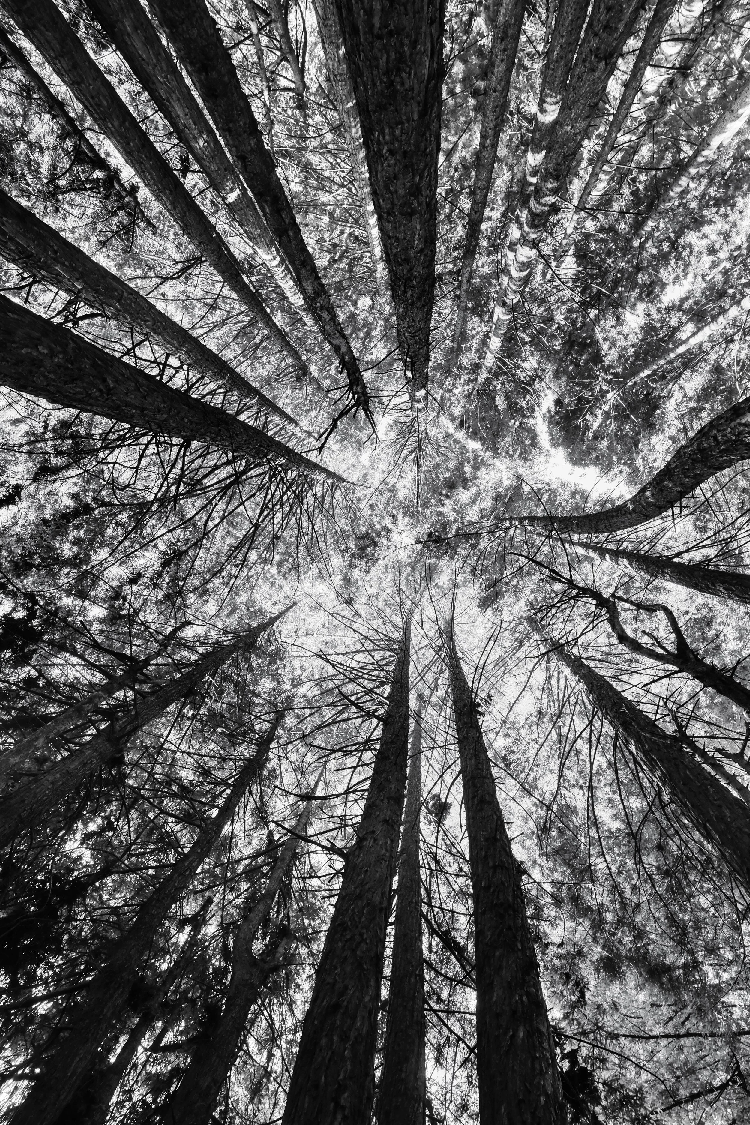 63. Redwood Canopy: Santa Cruz, CA