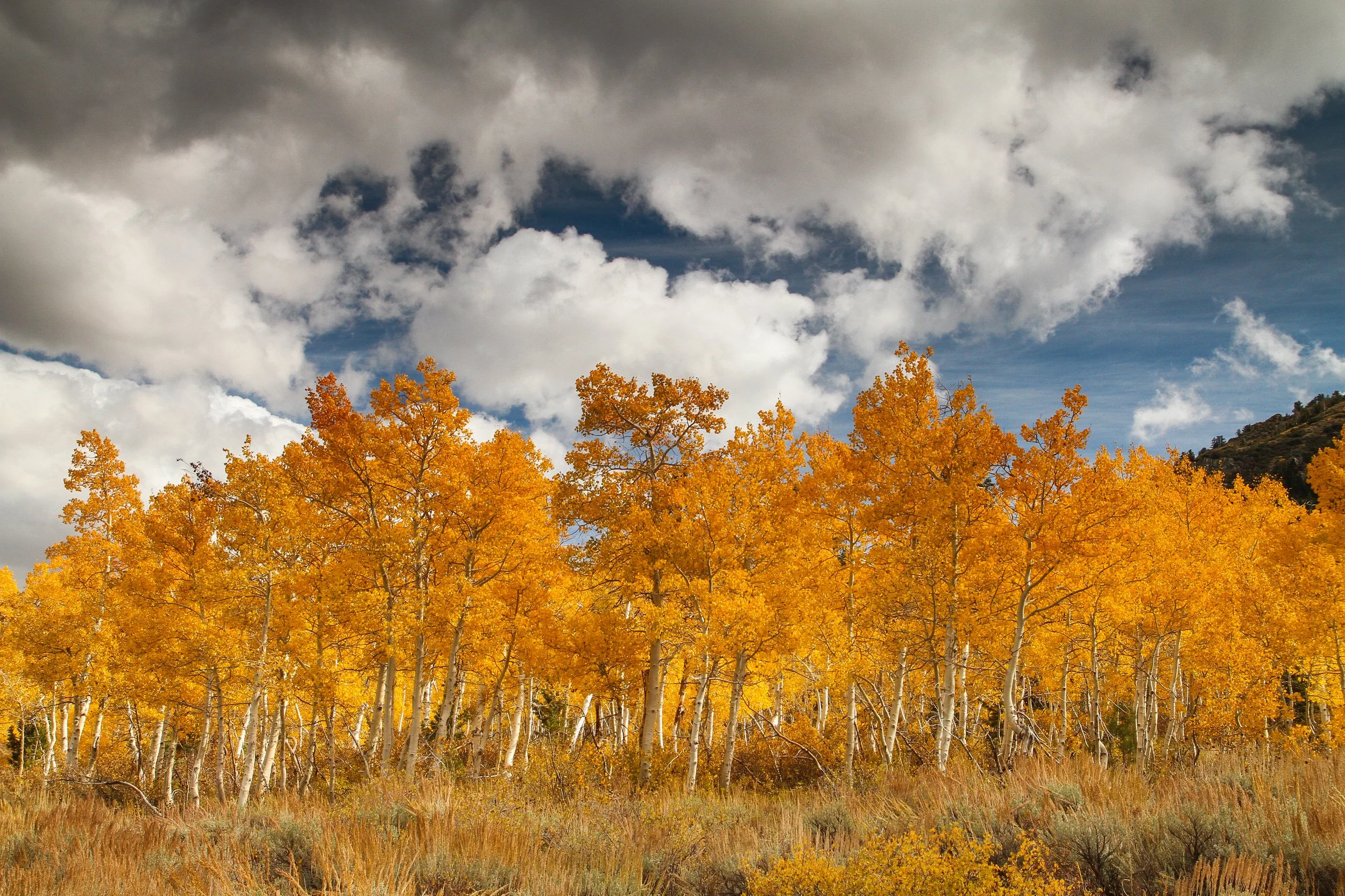 2. Aspen Grove: Eastern Sierra, CA, Fall