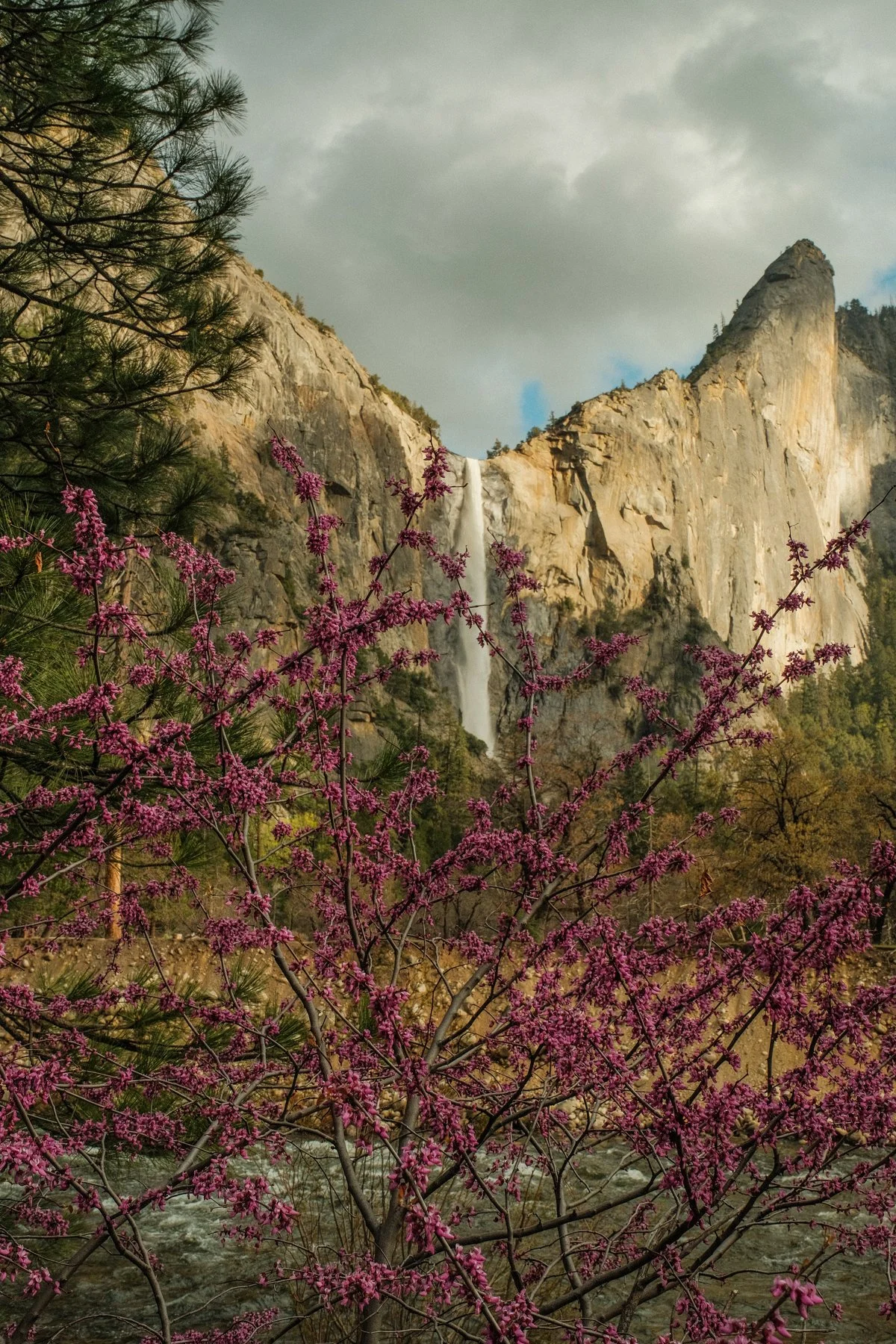 58. Bridalveil Fall and Redbud: Yosemite National Park, CA