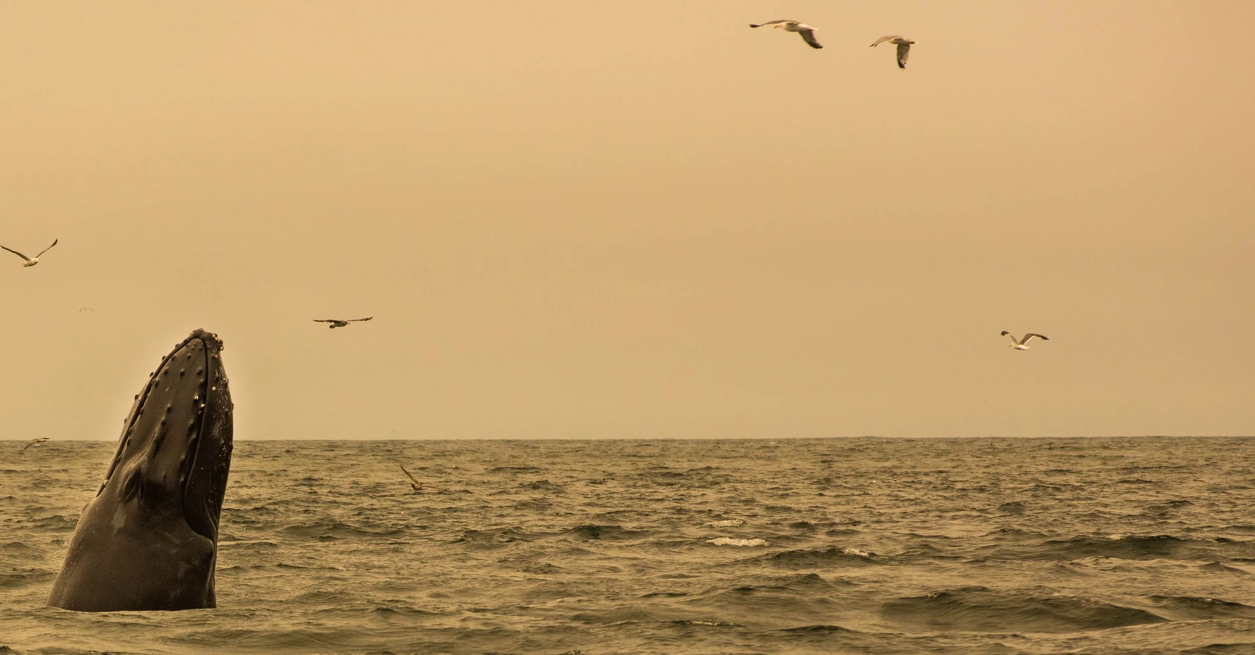 5. Humpback Spyhop: Monterey Bay, CA
