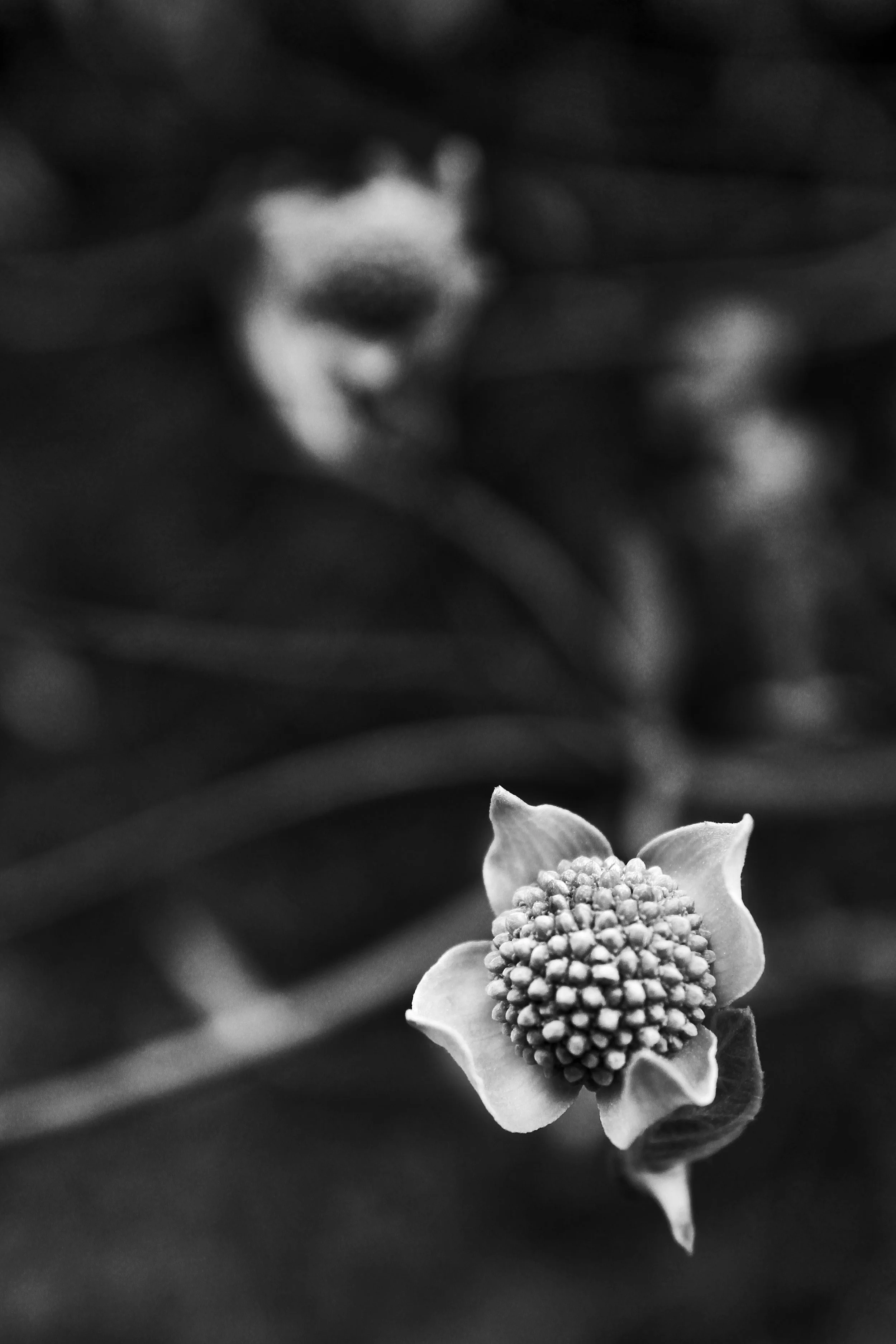 56. New Dogwood Blooms: Tuolumne County, CA