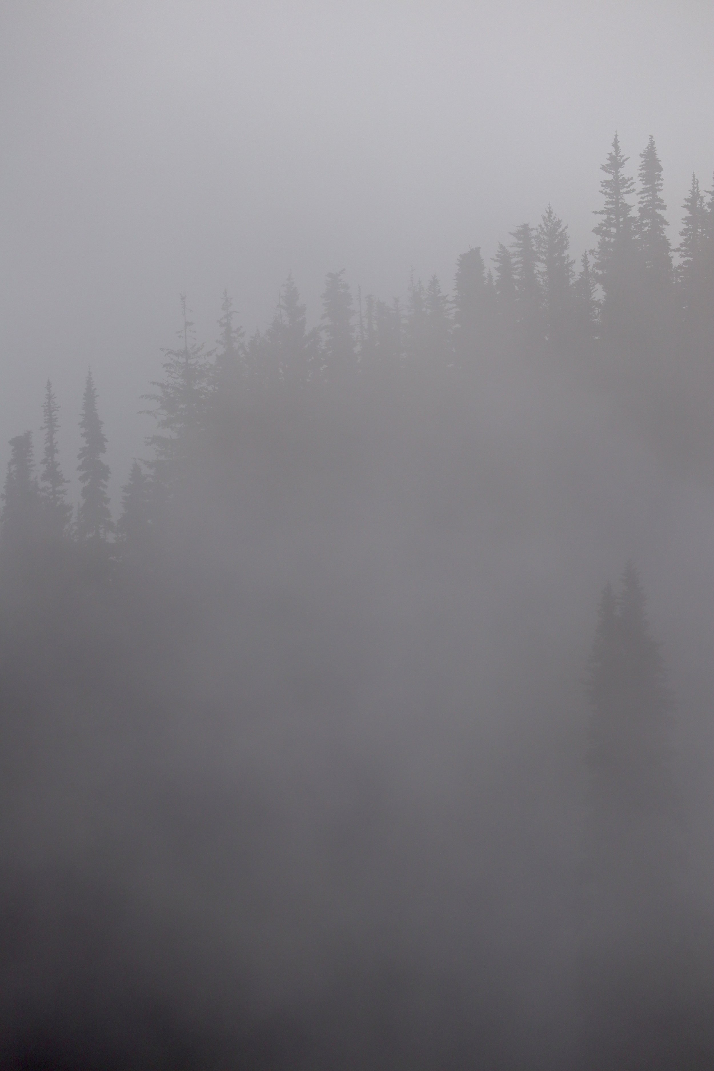 A Canopy in the Clouds.jpg