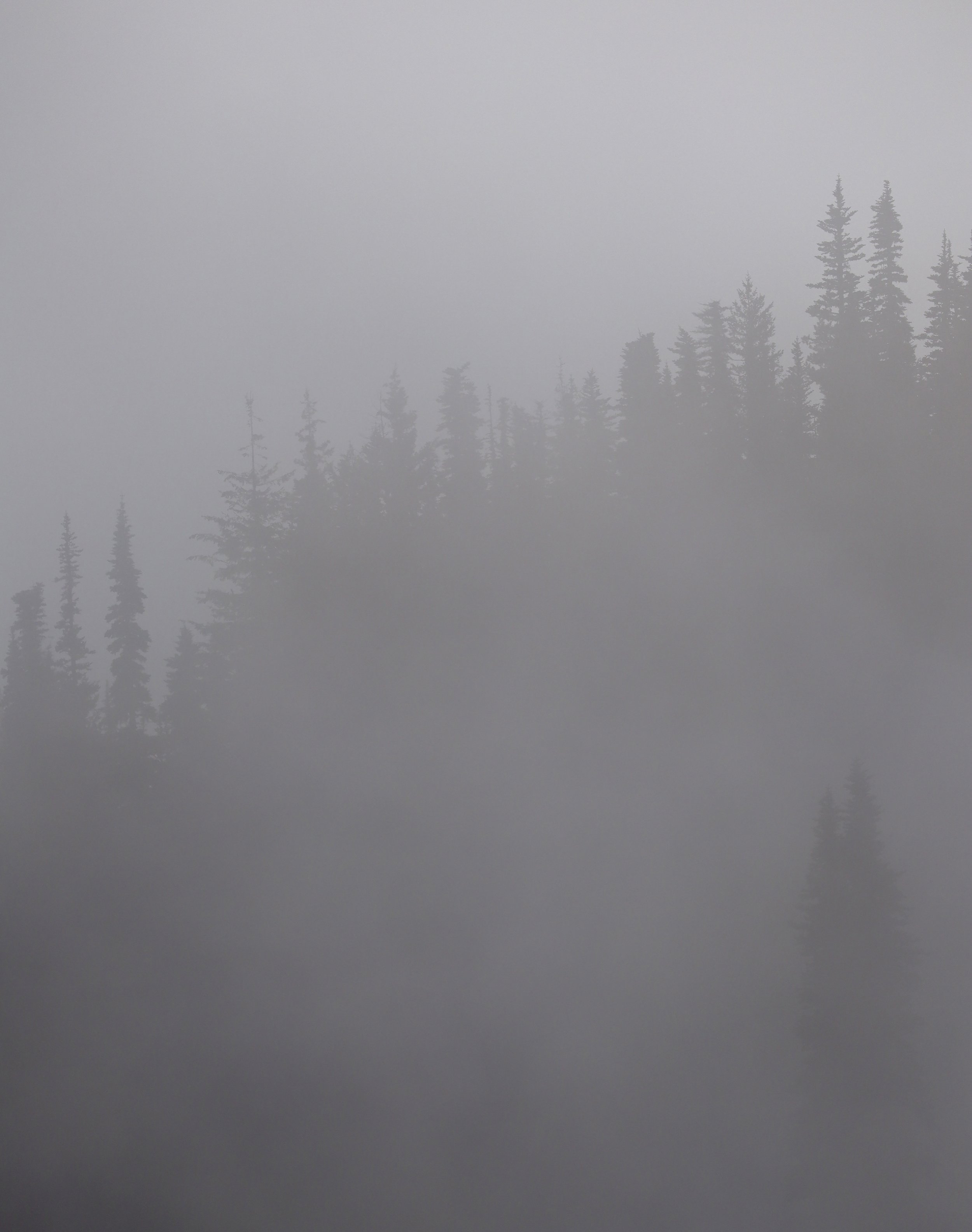 A Canopy in the Clouds 11x14.jpg