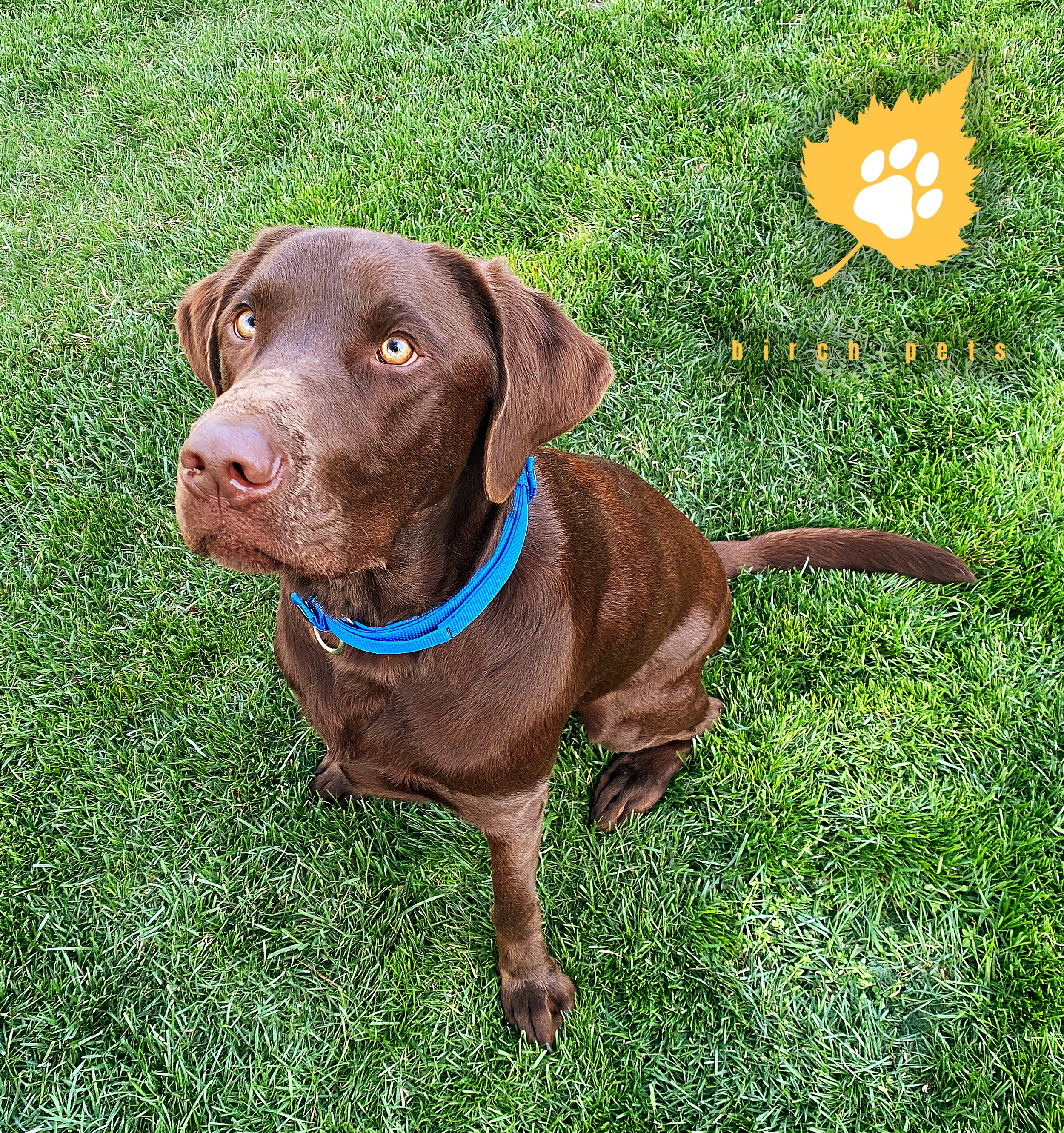 BIRCHPETS_Instagram__0003_03.jpg